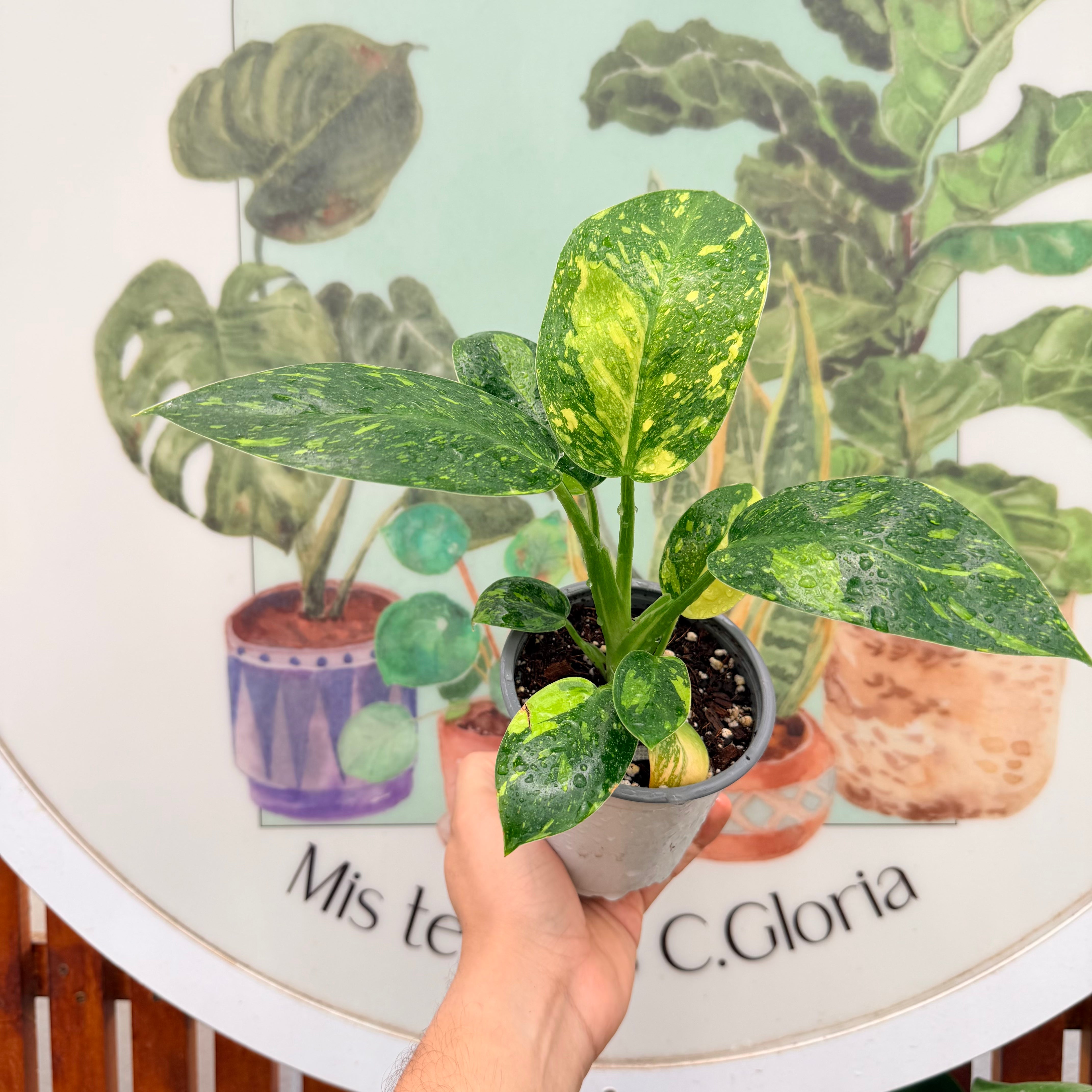 Filodendro Green Congo Hibrido Variegado