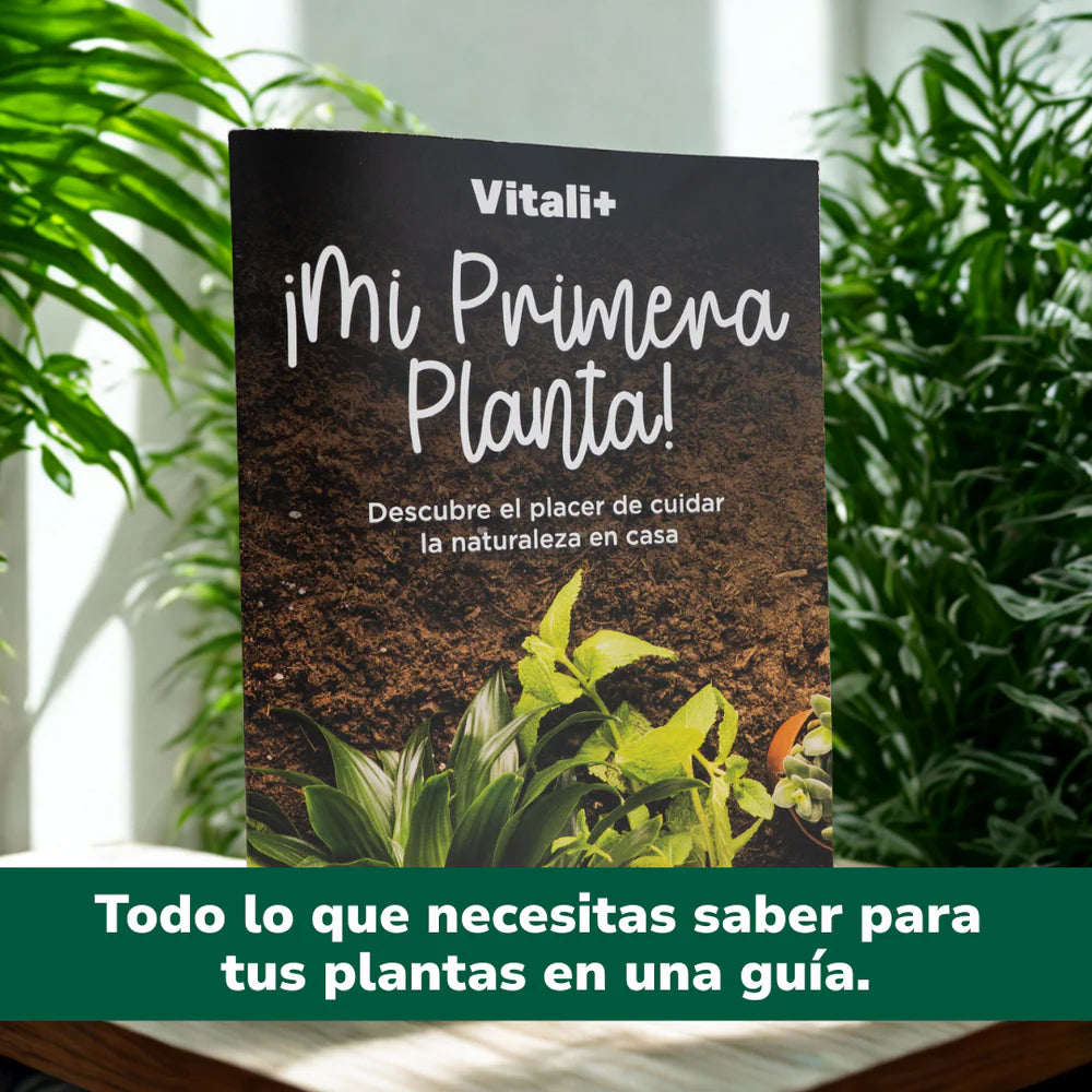 Vivero Mis Tesoros C Gloria