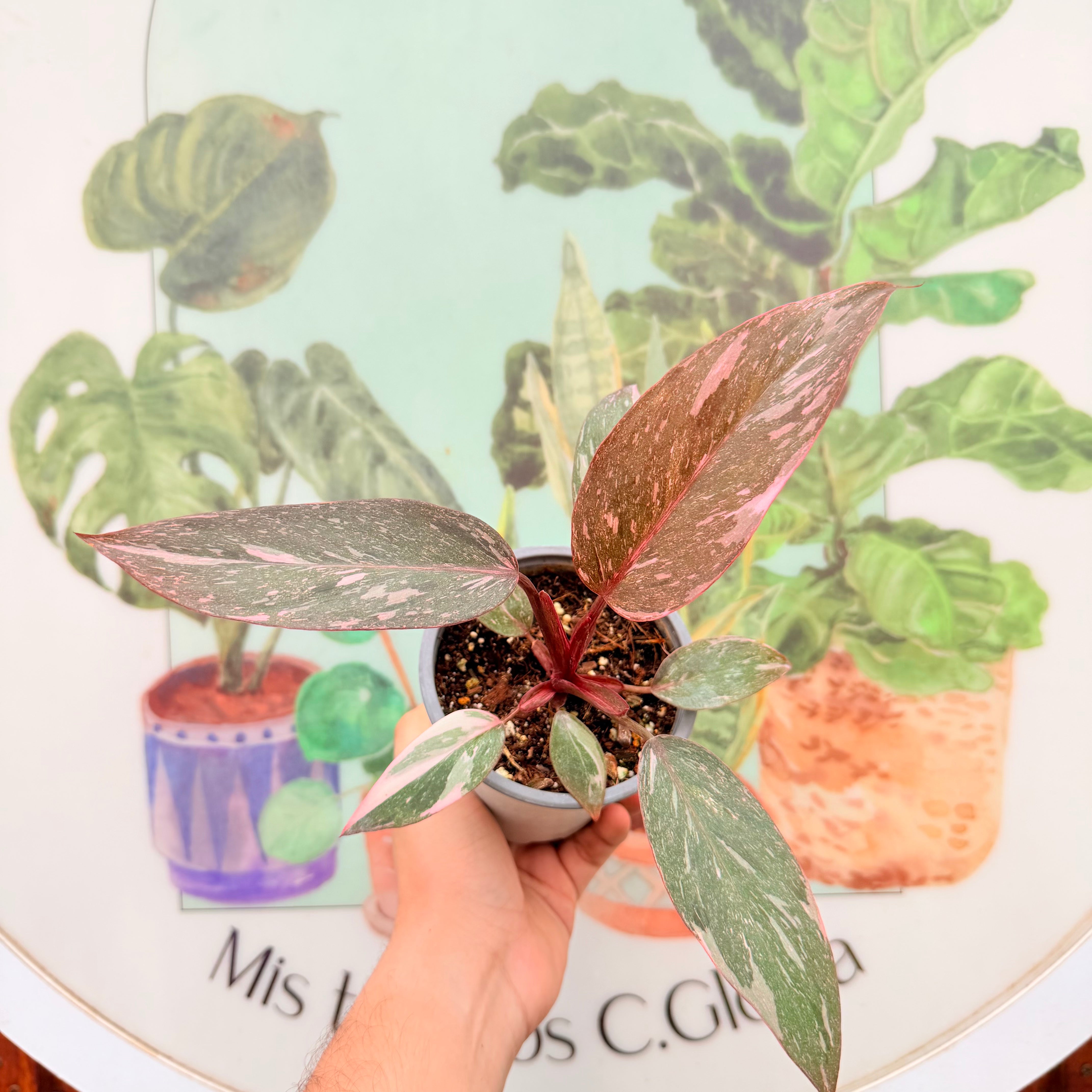 Philodendro Pink Princess Galaxy