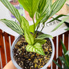 Calathea Vittata