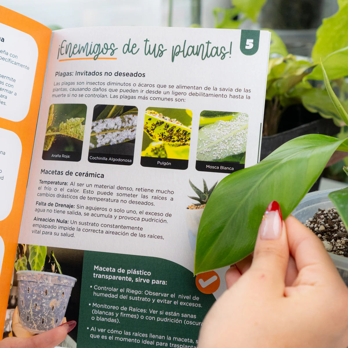 Mi primera planta - Guía exclusiva