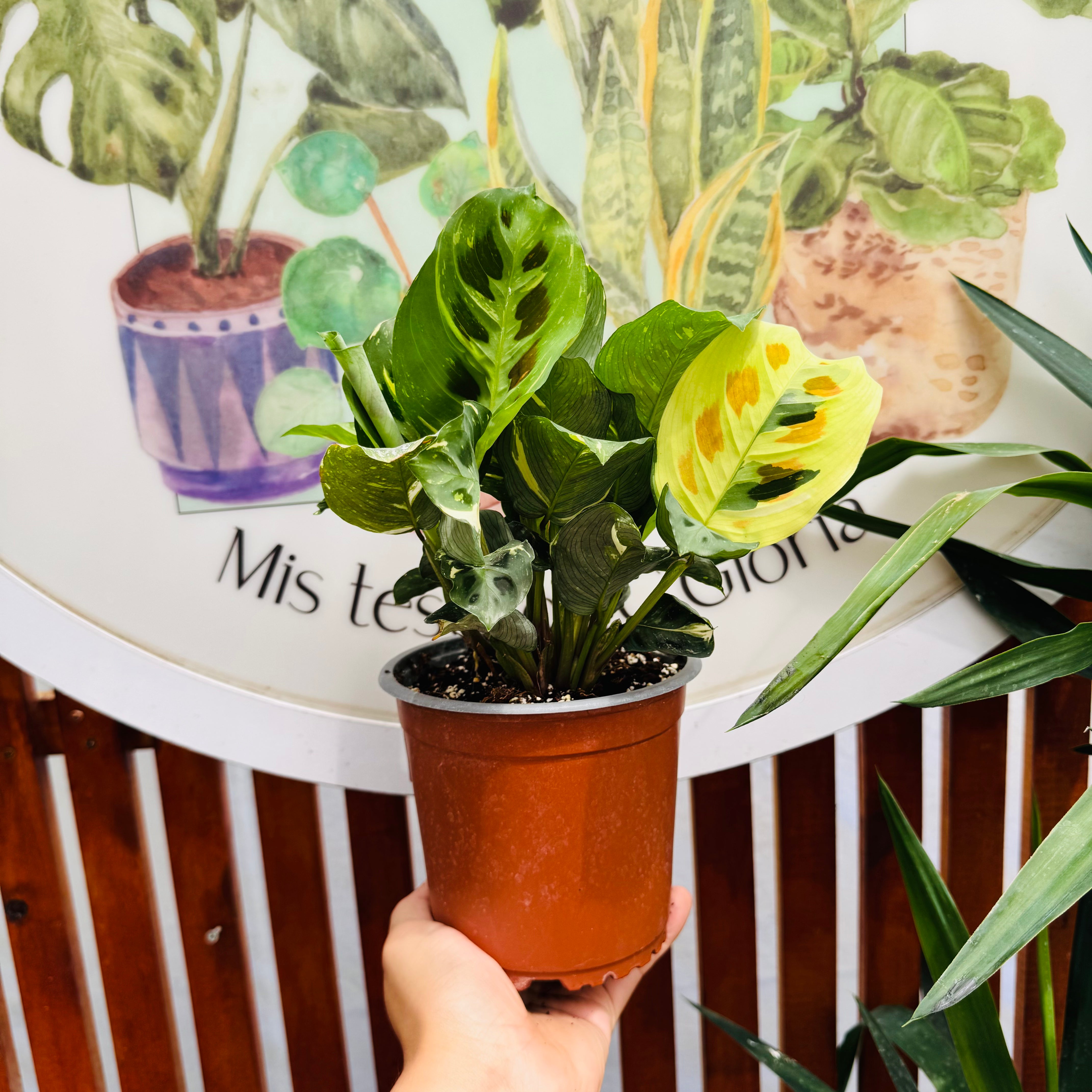 Maranta Kerchoviana Variegada 