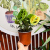 Maranta Kerchoviana Variegada "L"