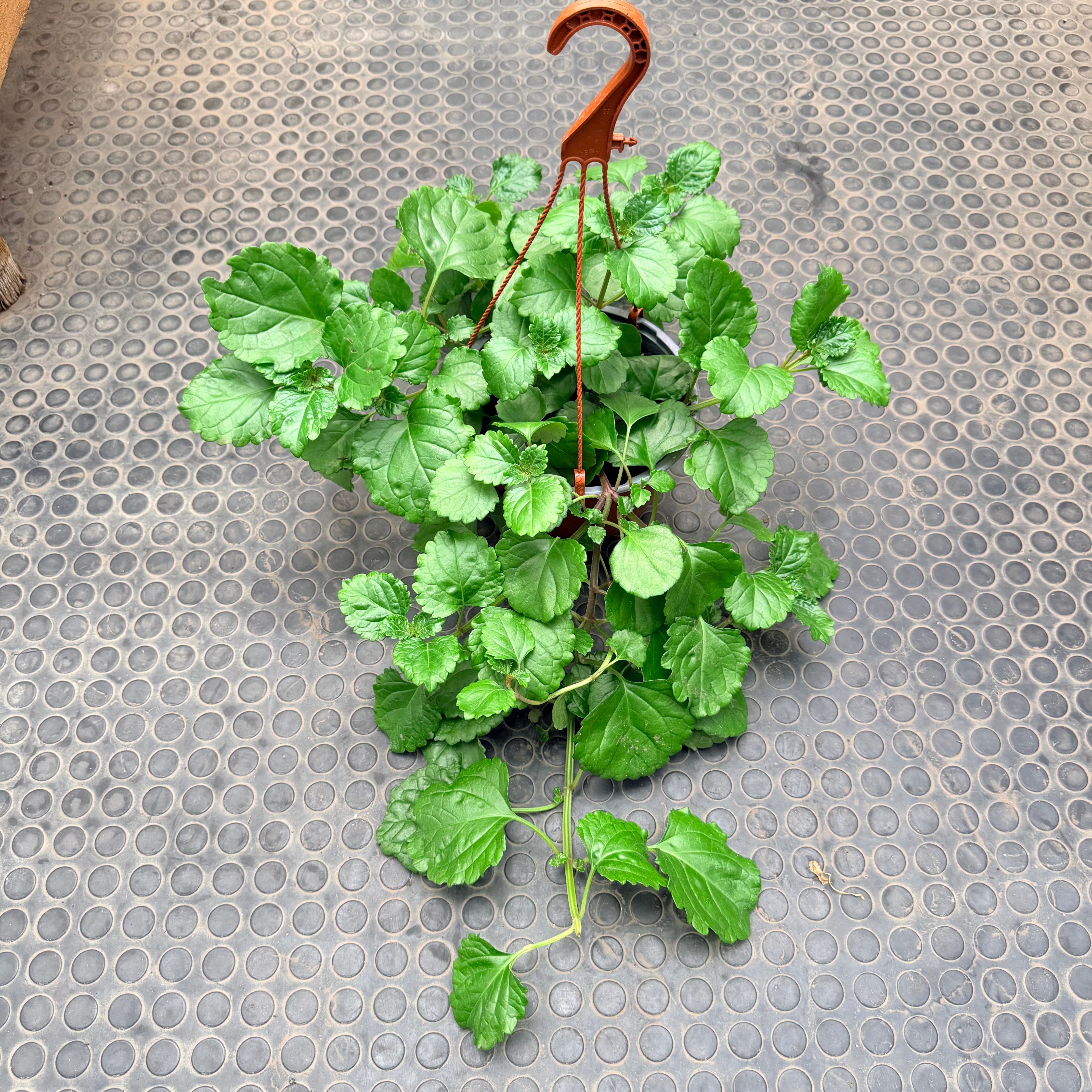 Dolar Verde del dinero