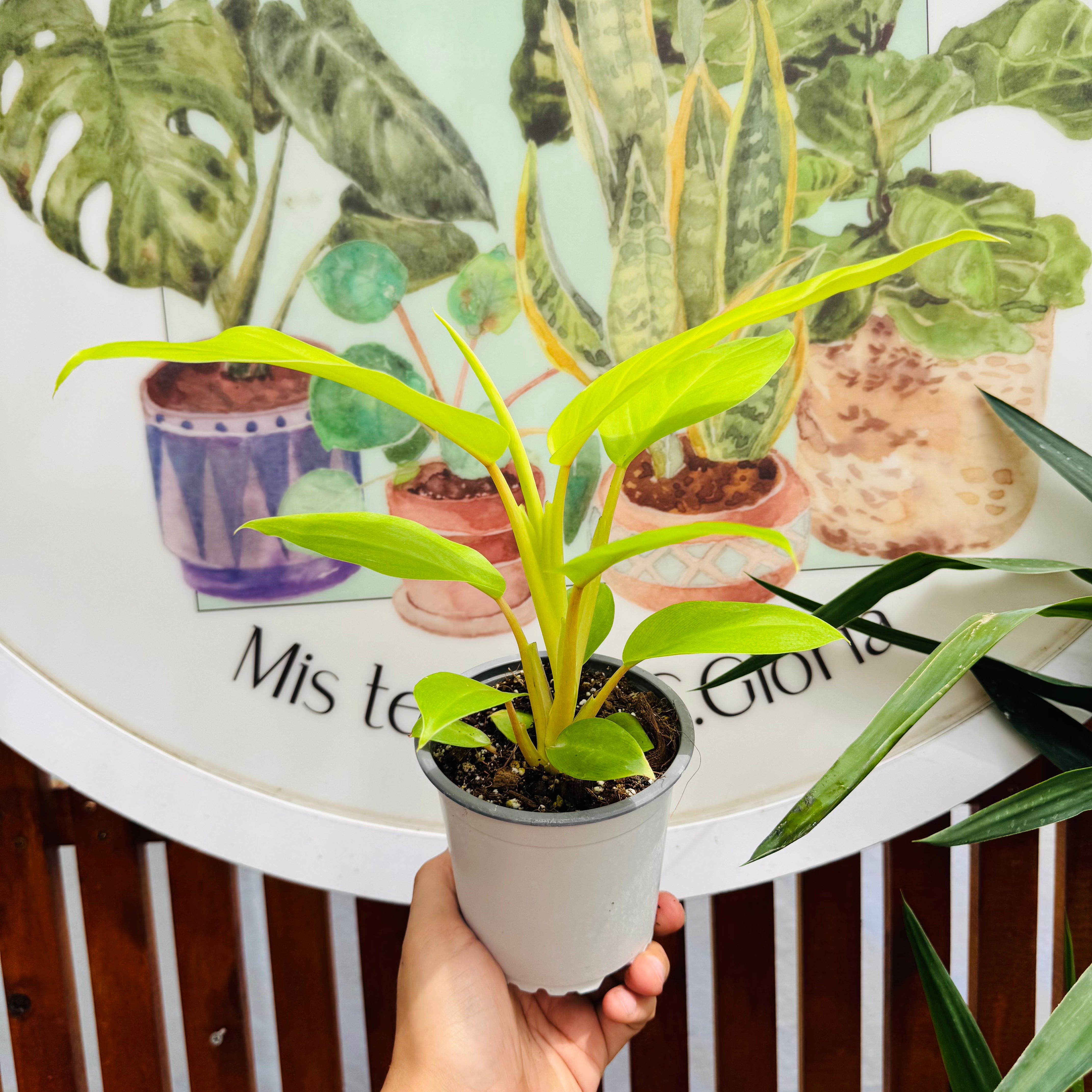 Philodendro Malay Gold