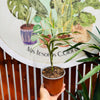 Dracena Sanderiana White
