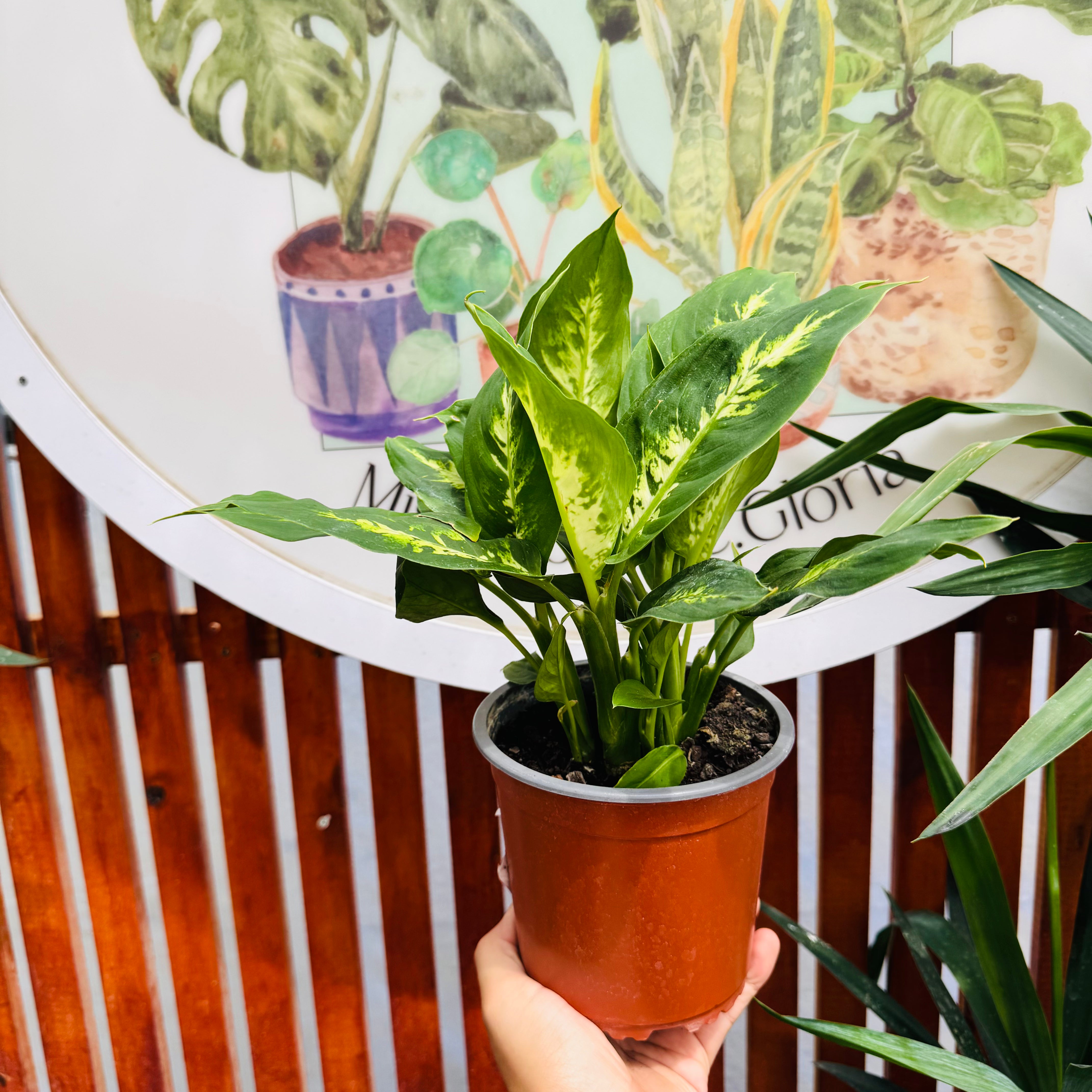 Dieffenbachia