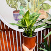 Dieffenbachia