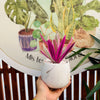 Tradescantia Spathacea
