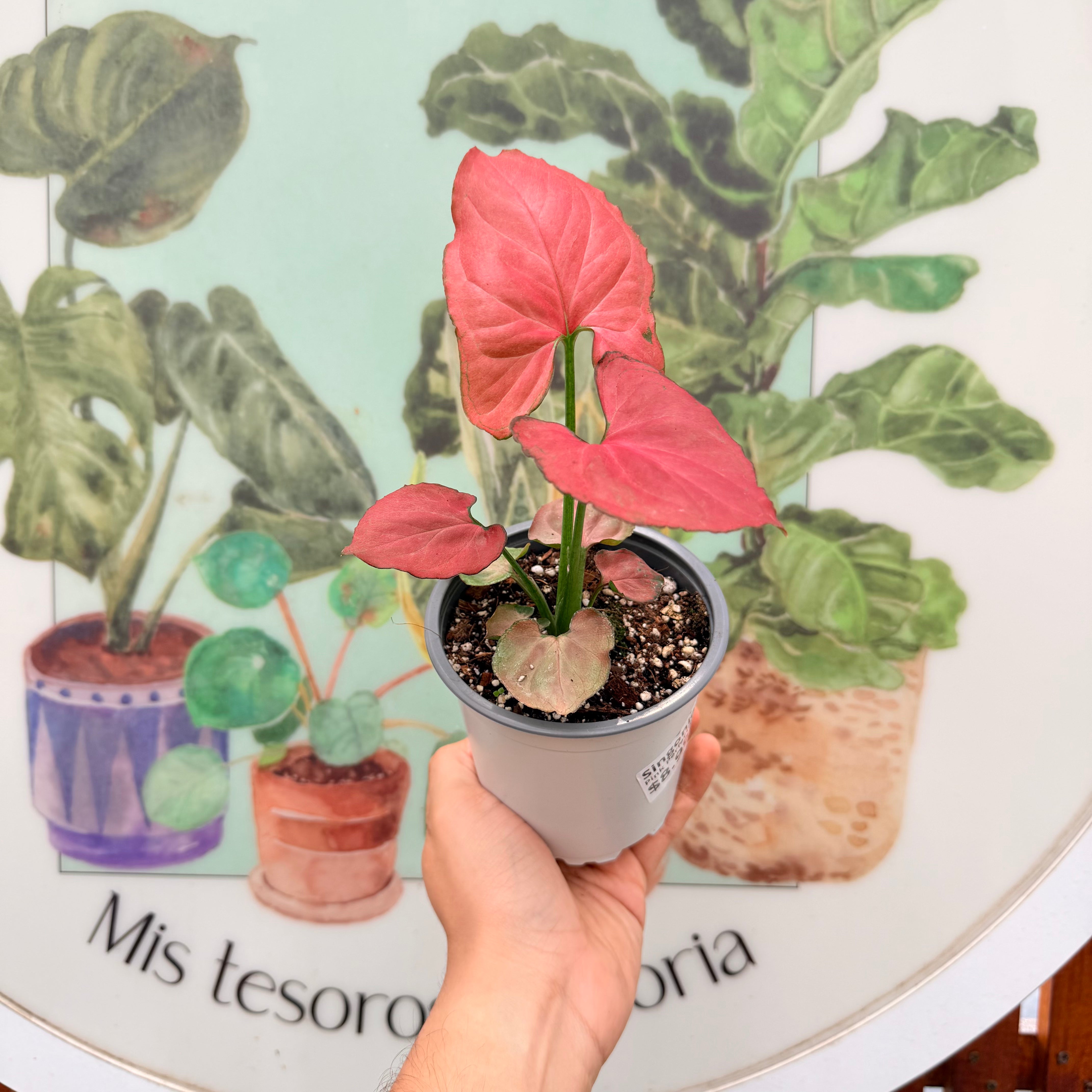 Singonio Pink Perfection