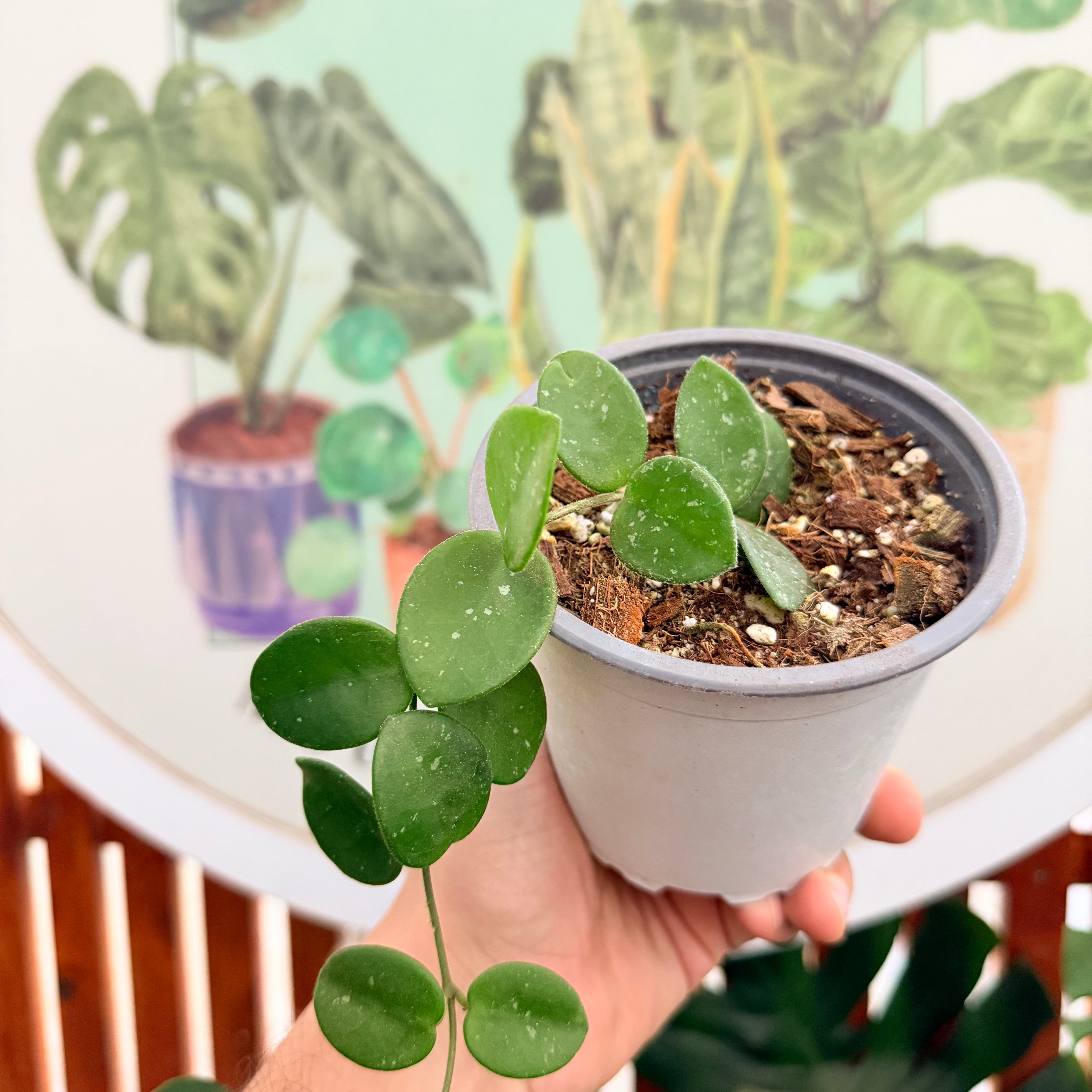 Hoya Mathilde – Vivero Mis Tesoros C Gloria