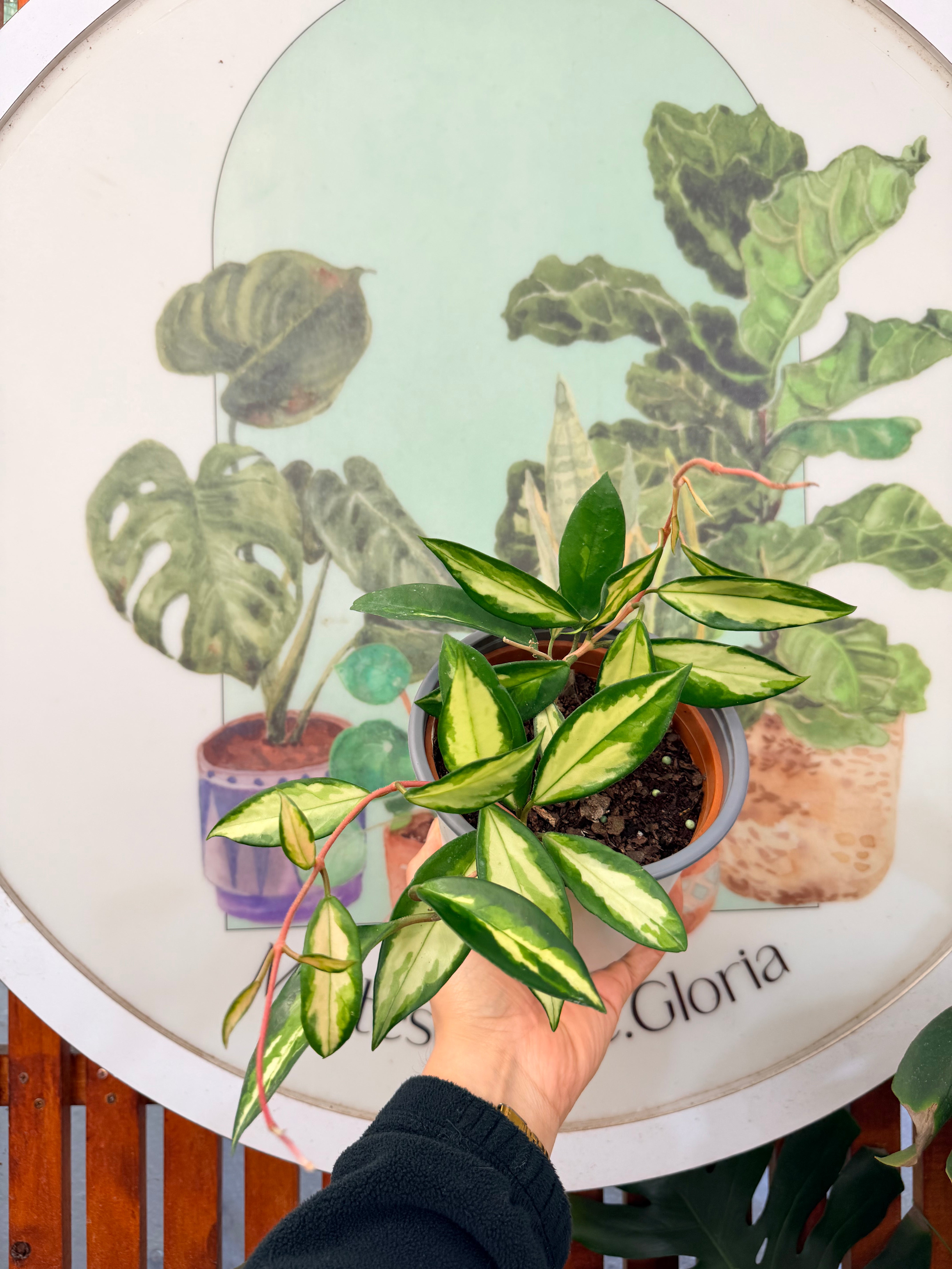 Hoya Krimson Princess MM