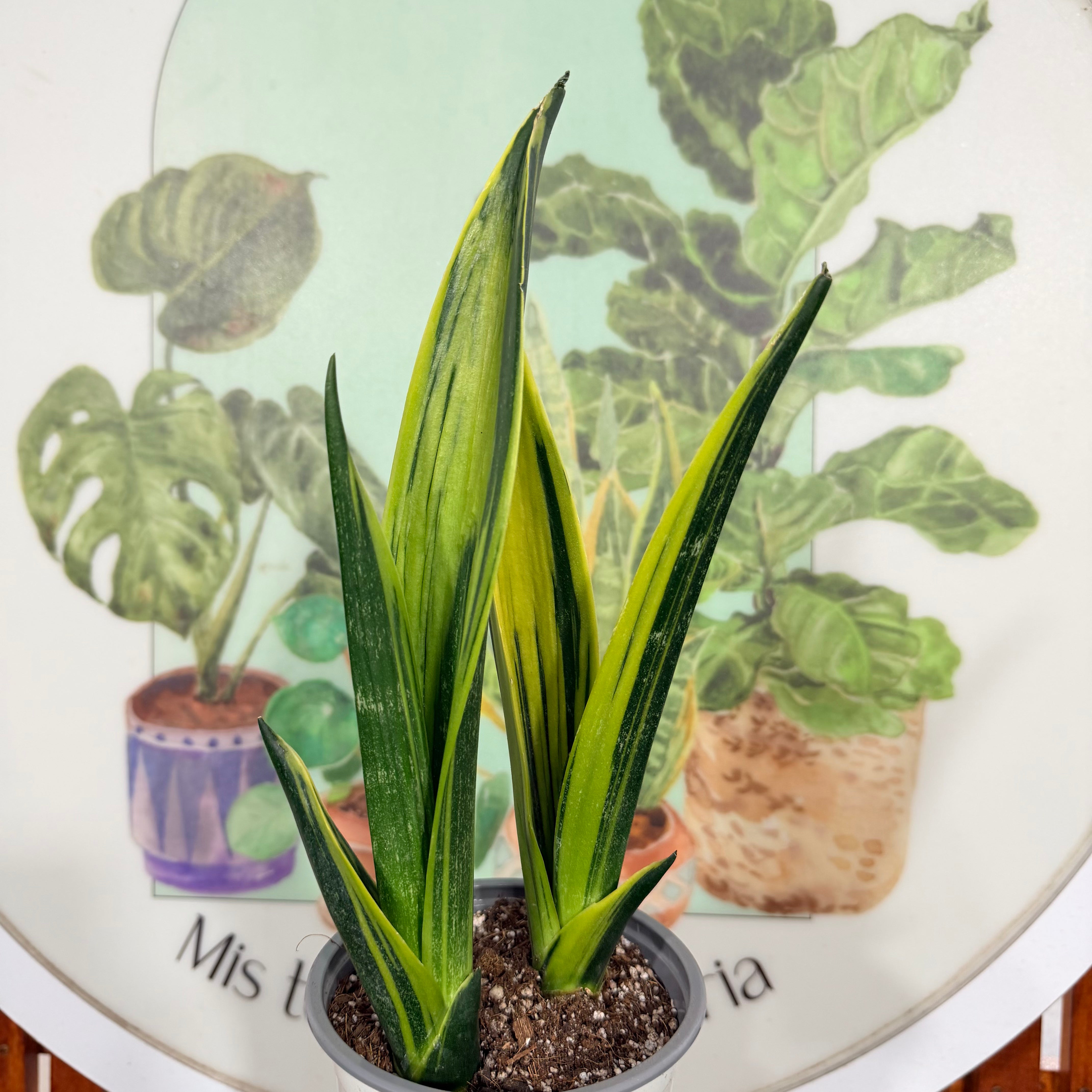 Sansevieria Golden Flame