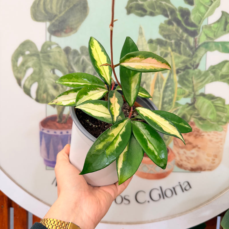 Hoya Krimson Princess MM