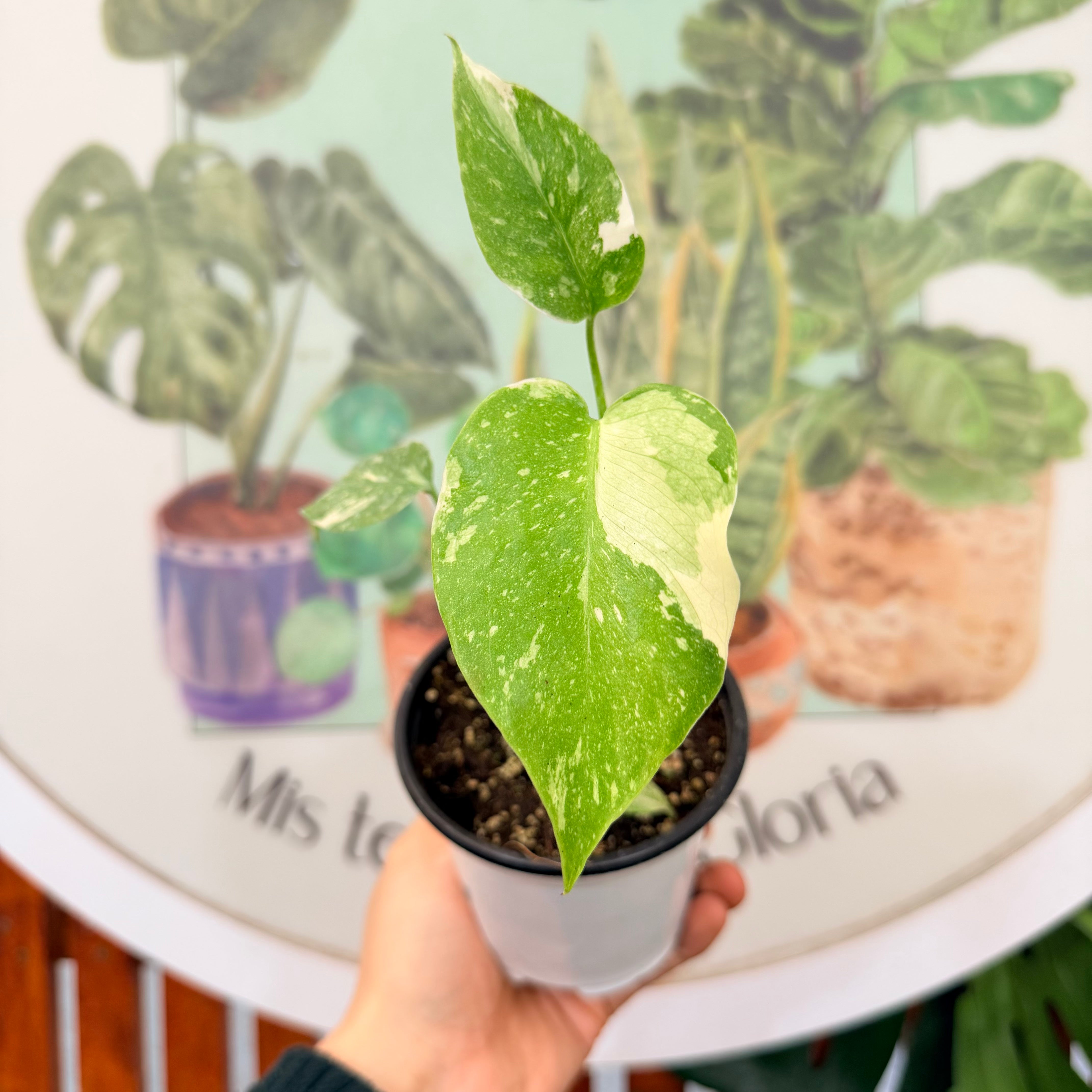 Monstera Thai Constellation