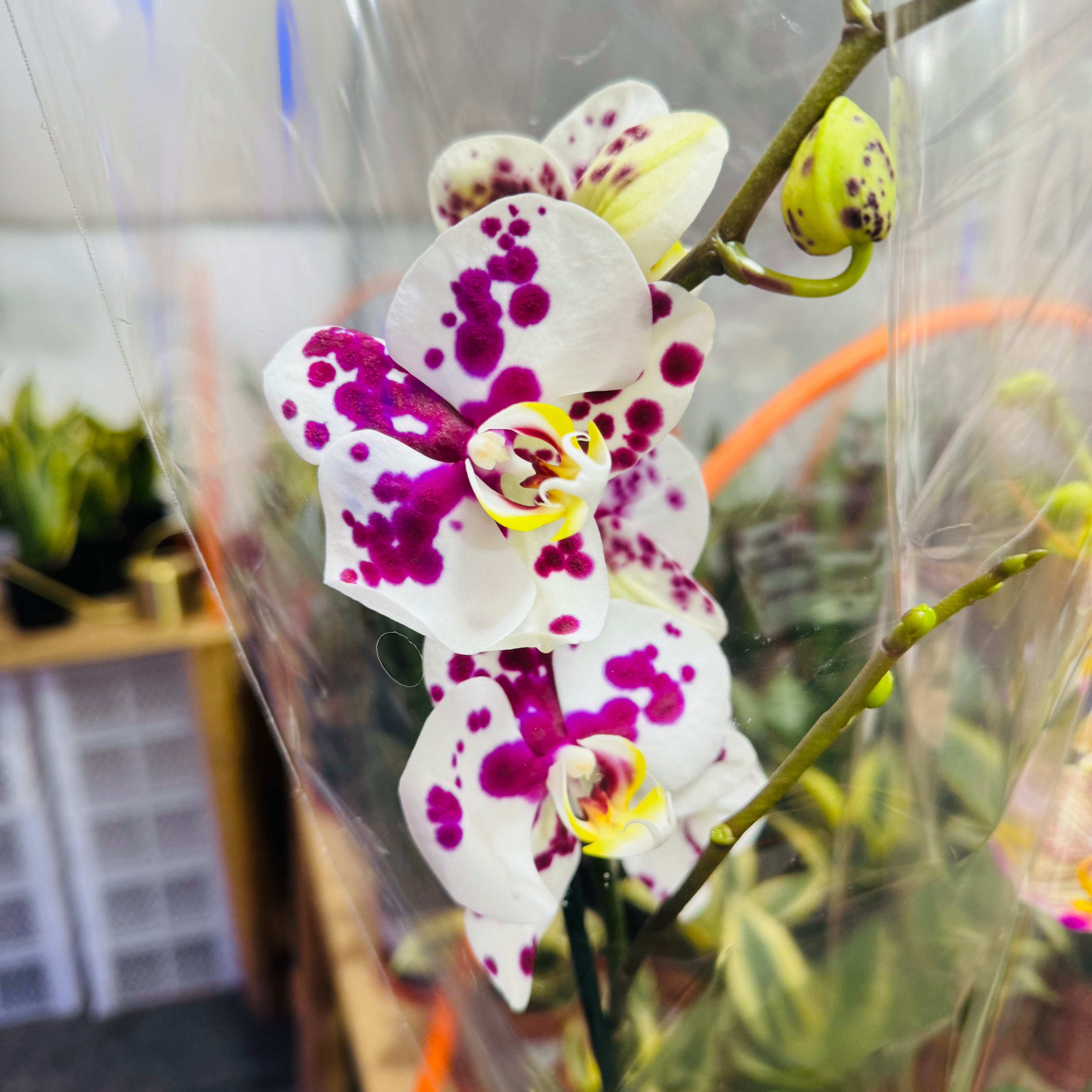 Orquidiea Phanalopsis XL