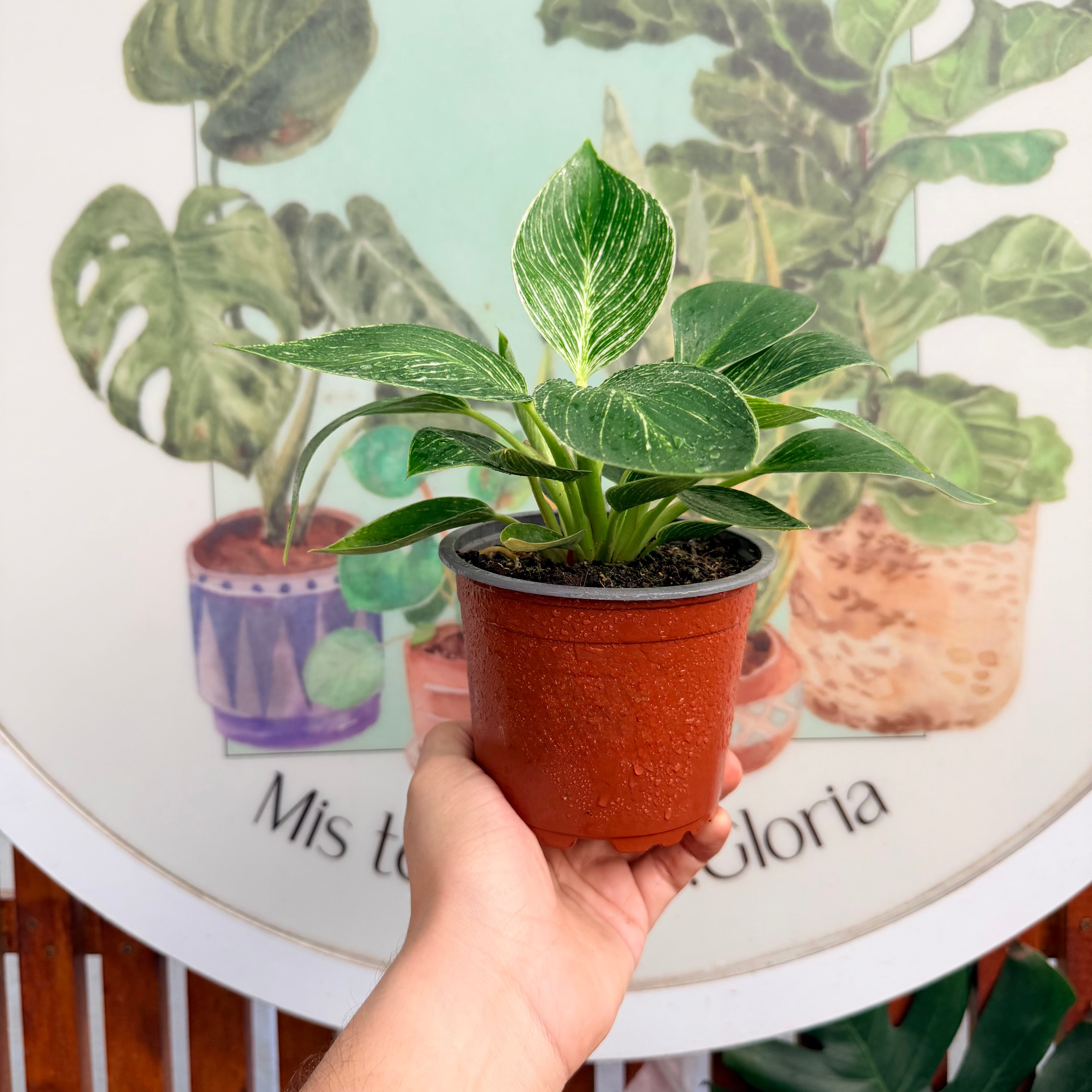 Filodendro Birkin ¡OFERTA!