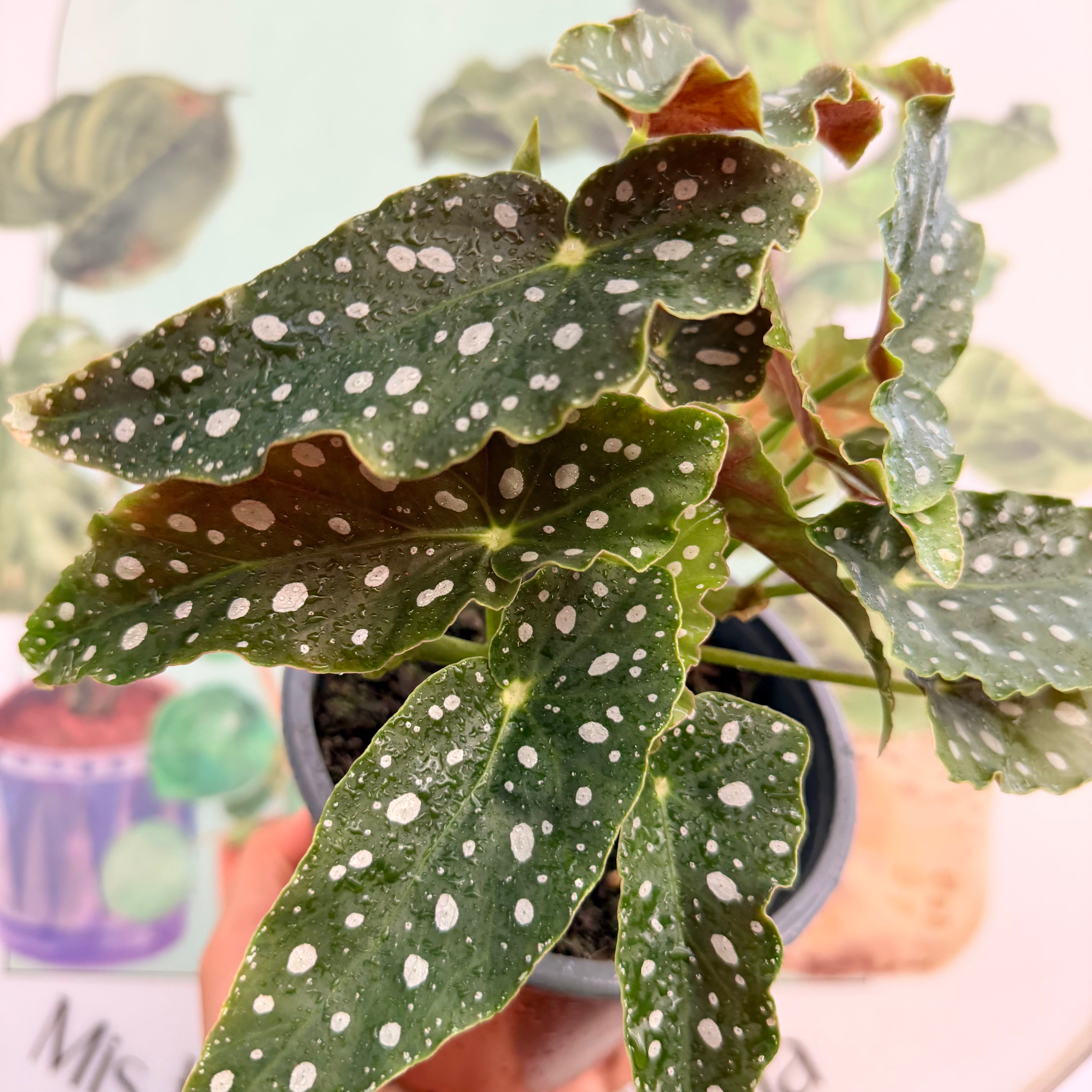 Begonia Maculata