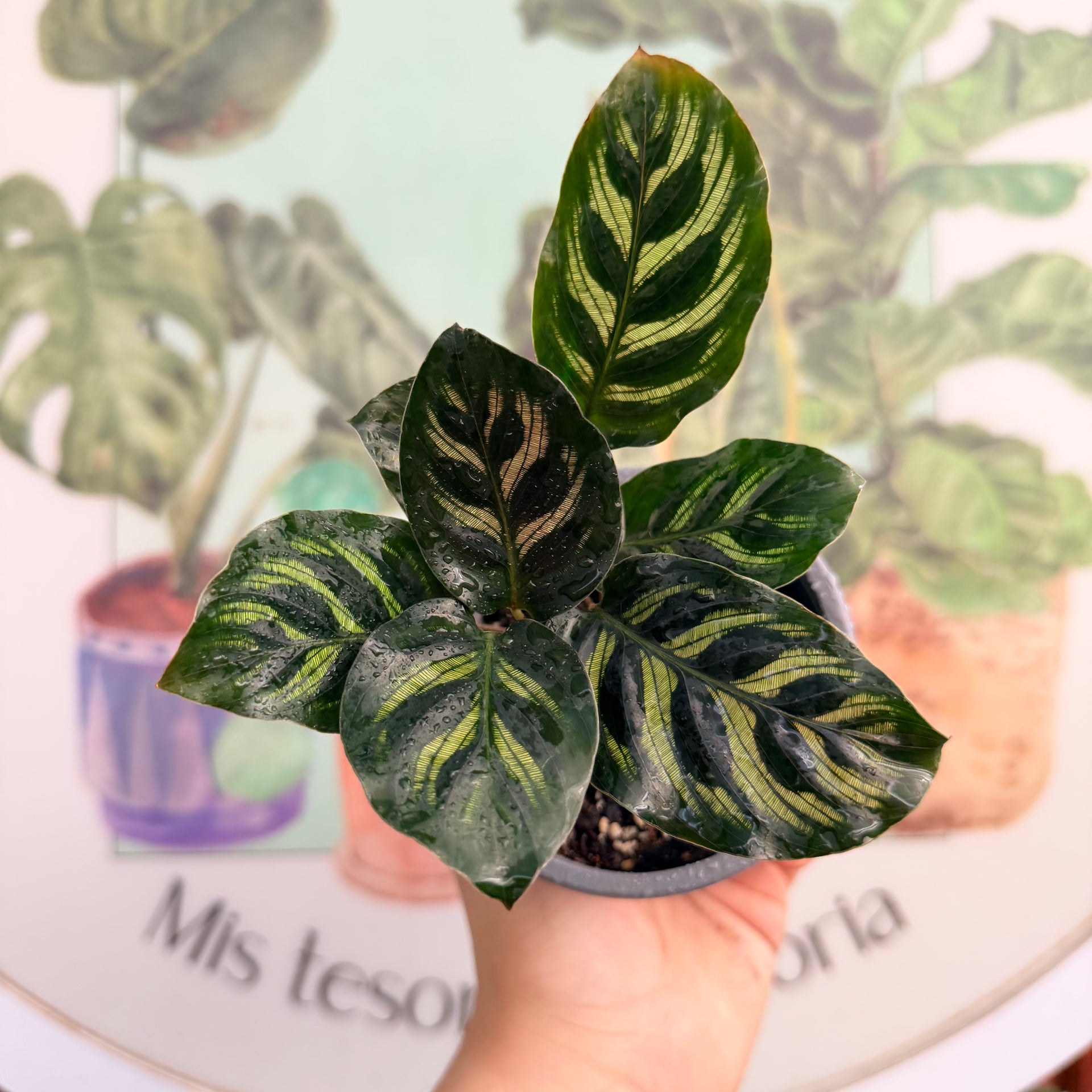 Calathea Makoyana – Vivero Mis Tesoros C Gloria