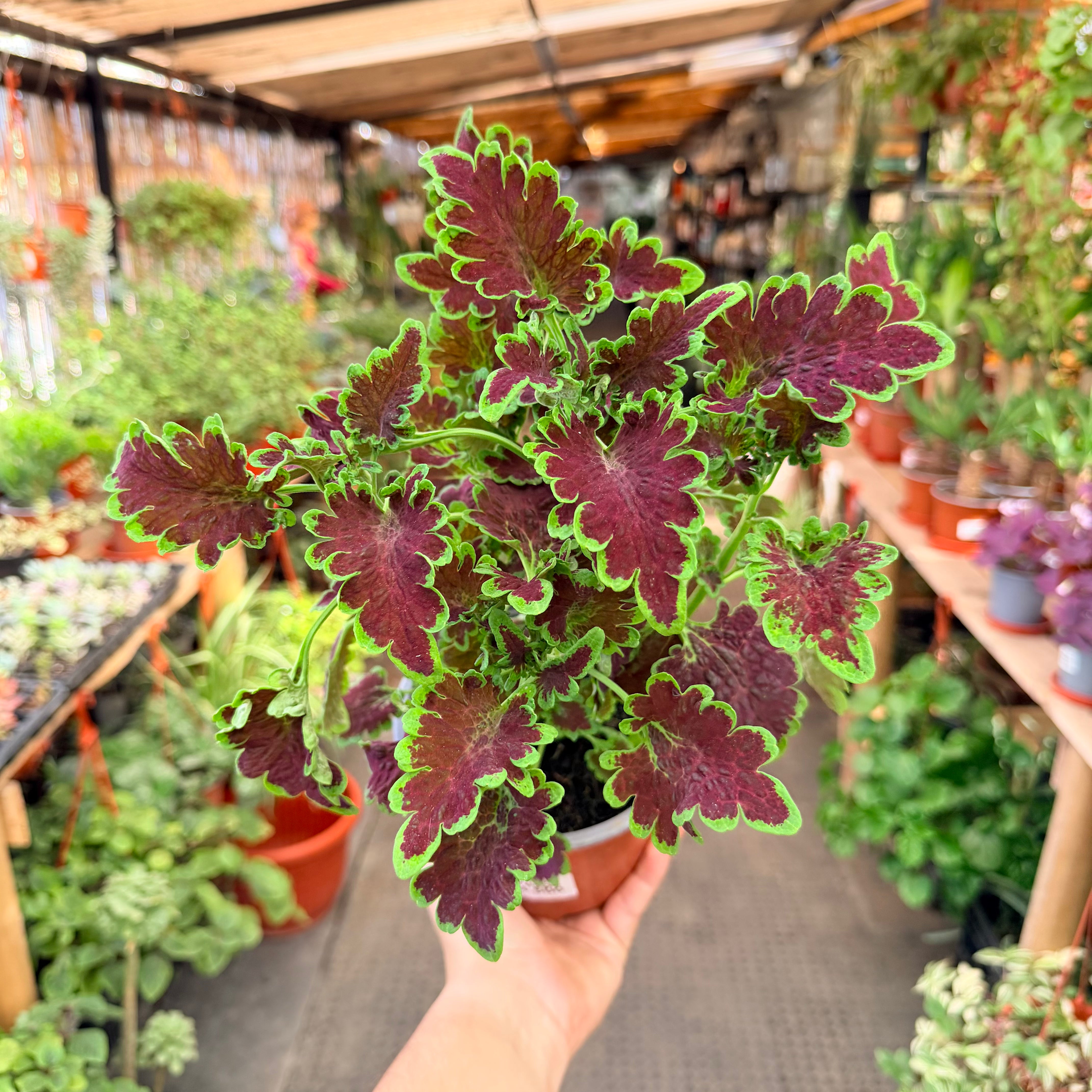 coleus crespo