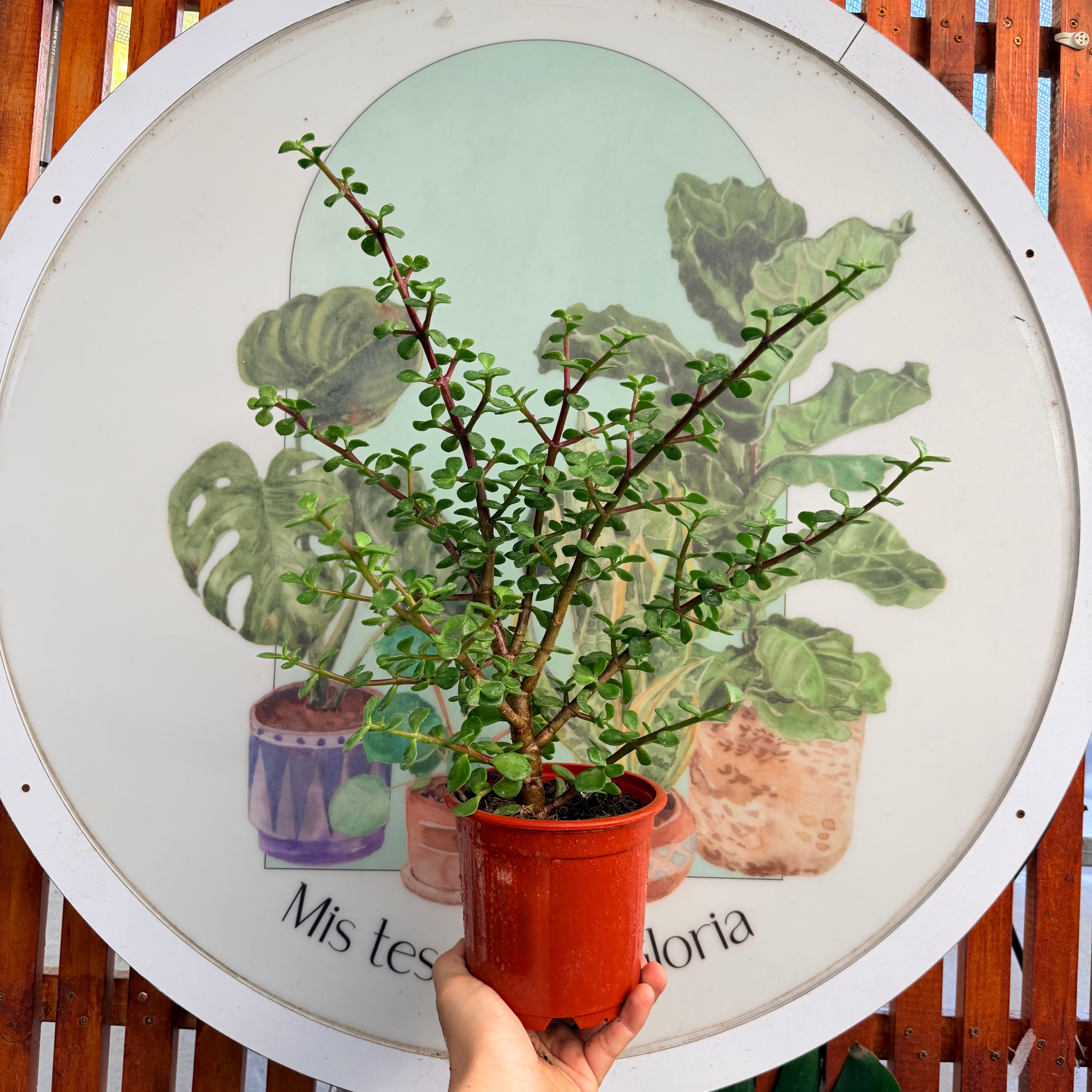 Portulacaria Afra - Jade del Dinero