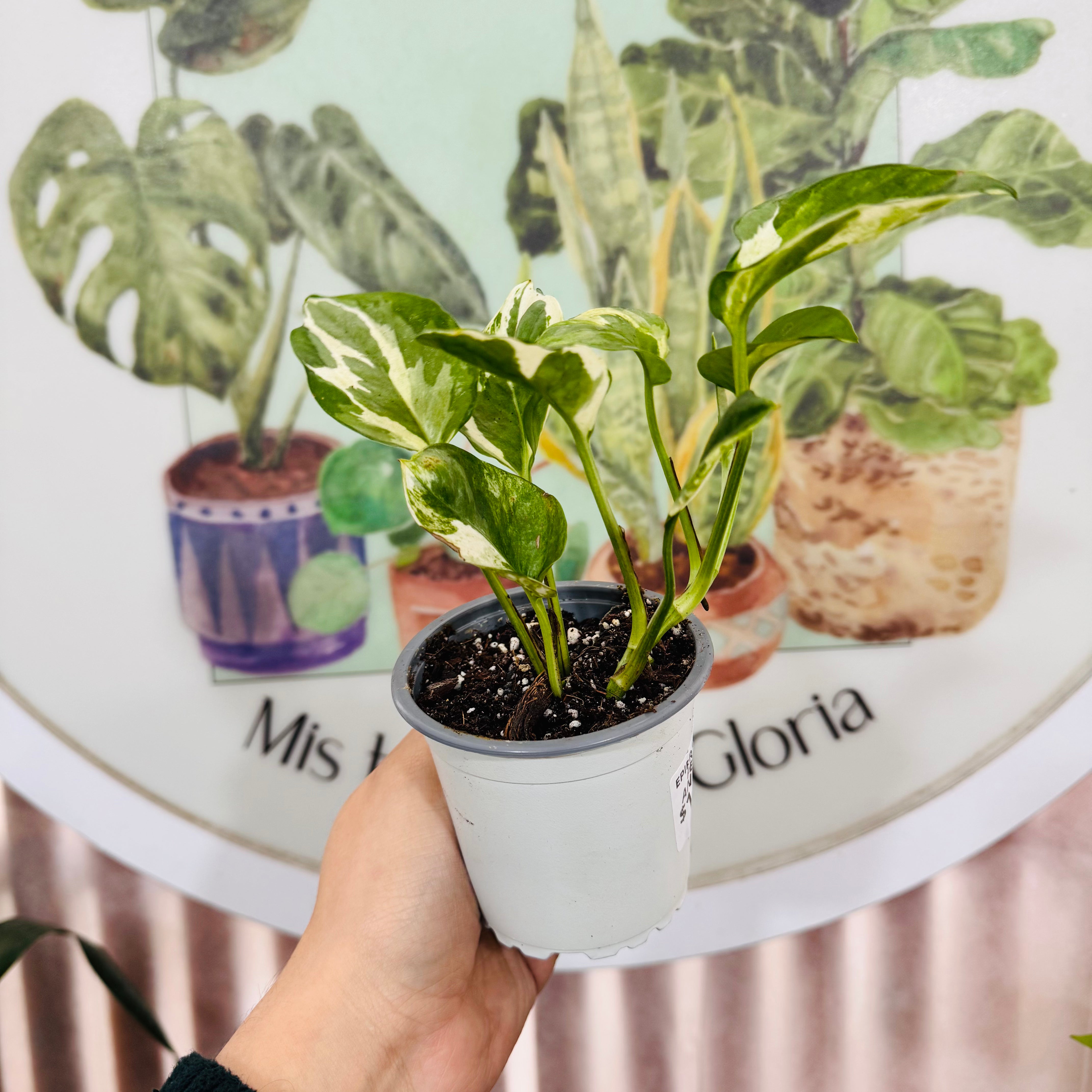 Scindapsus pearls and jade