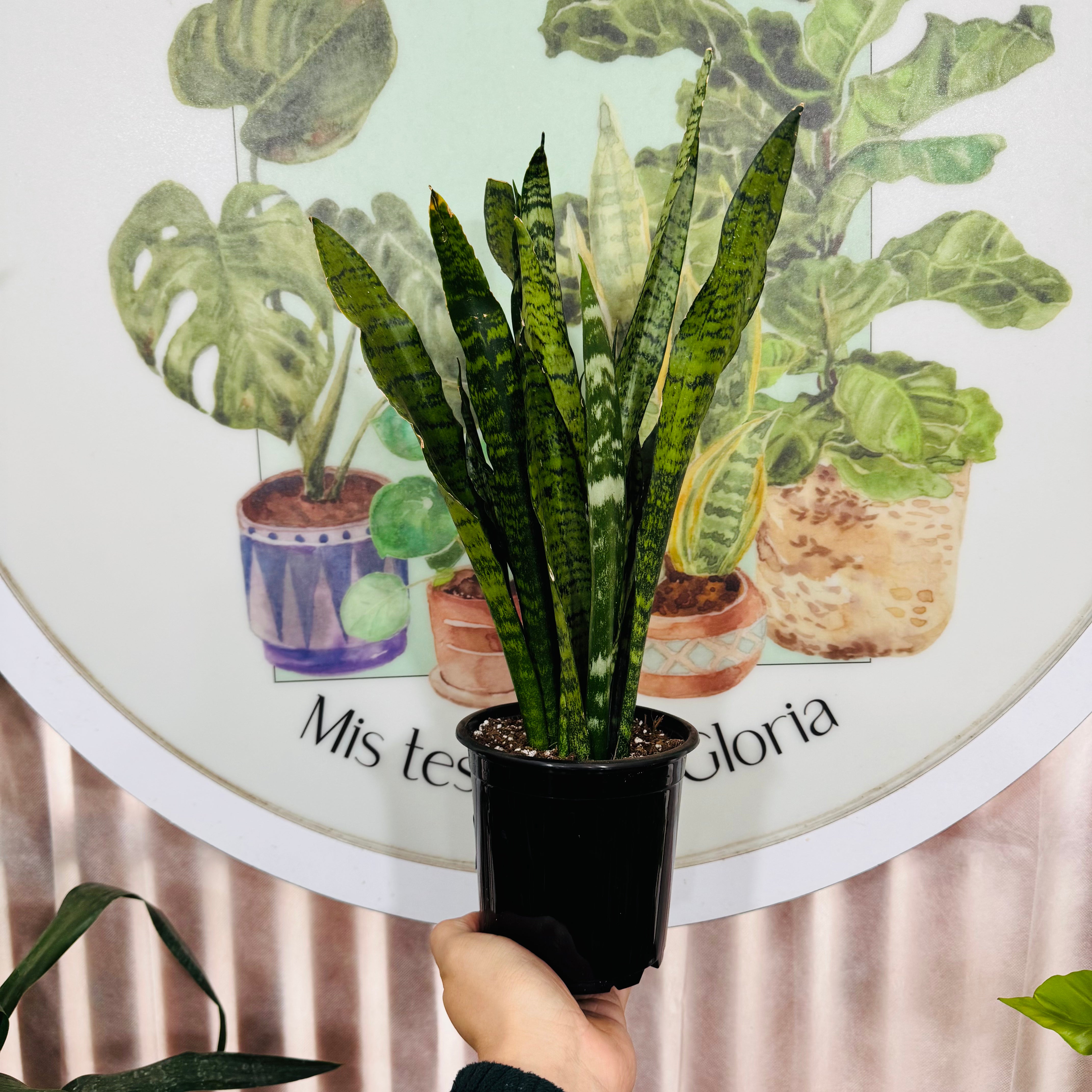 Sansevieria Zeylanica