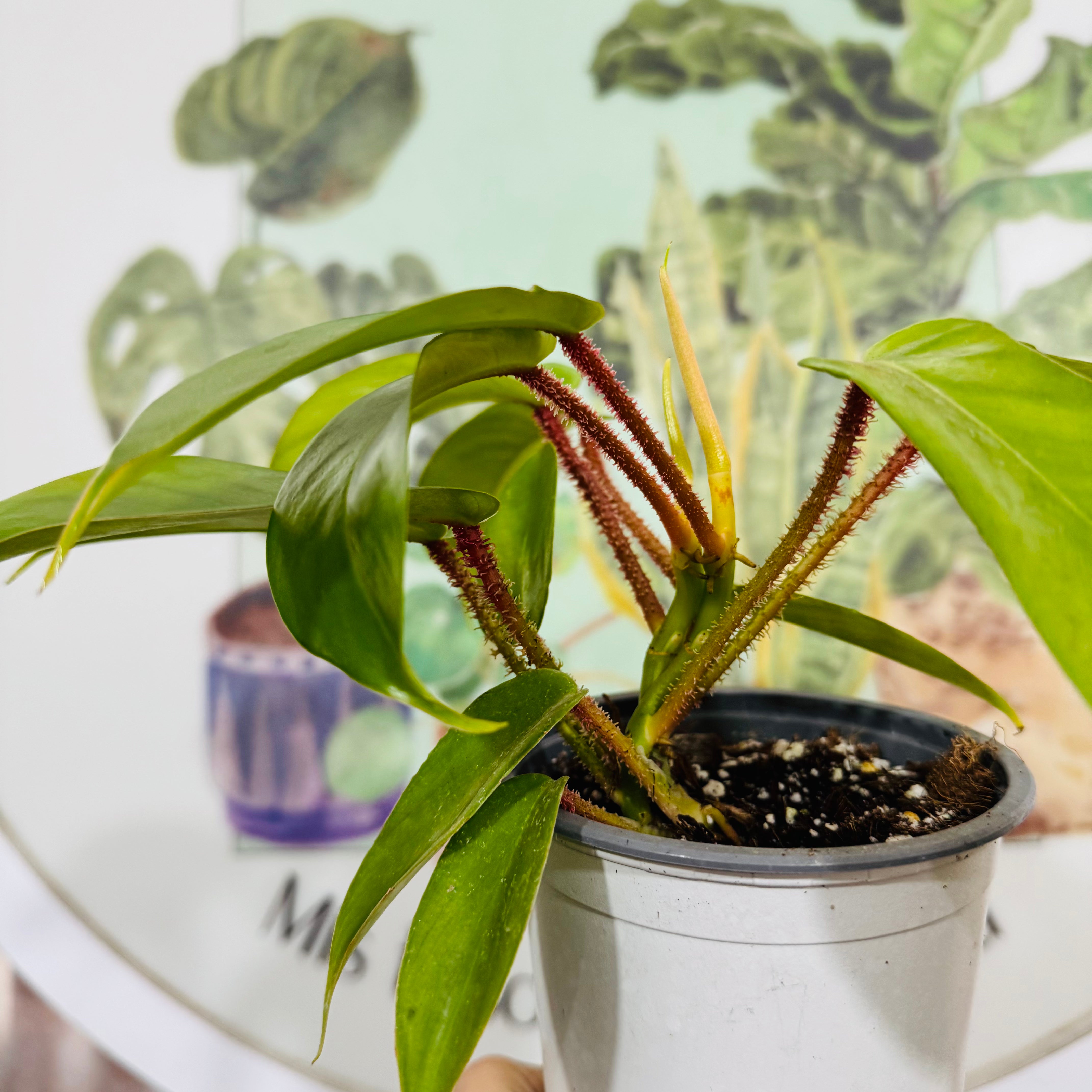 filodendro Squamiferum