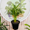 Palma Areca