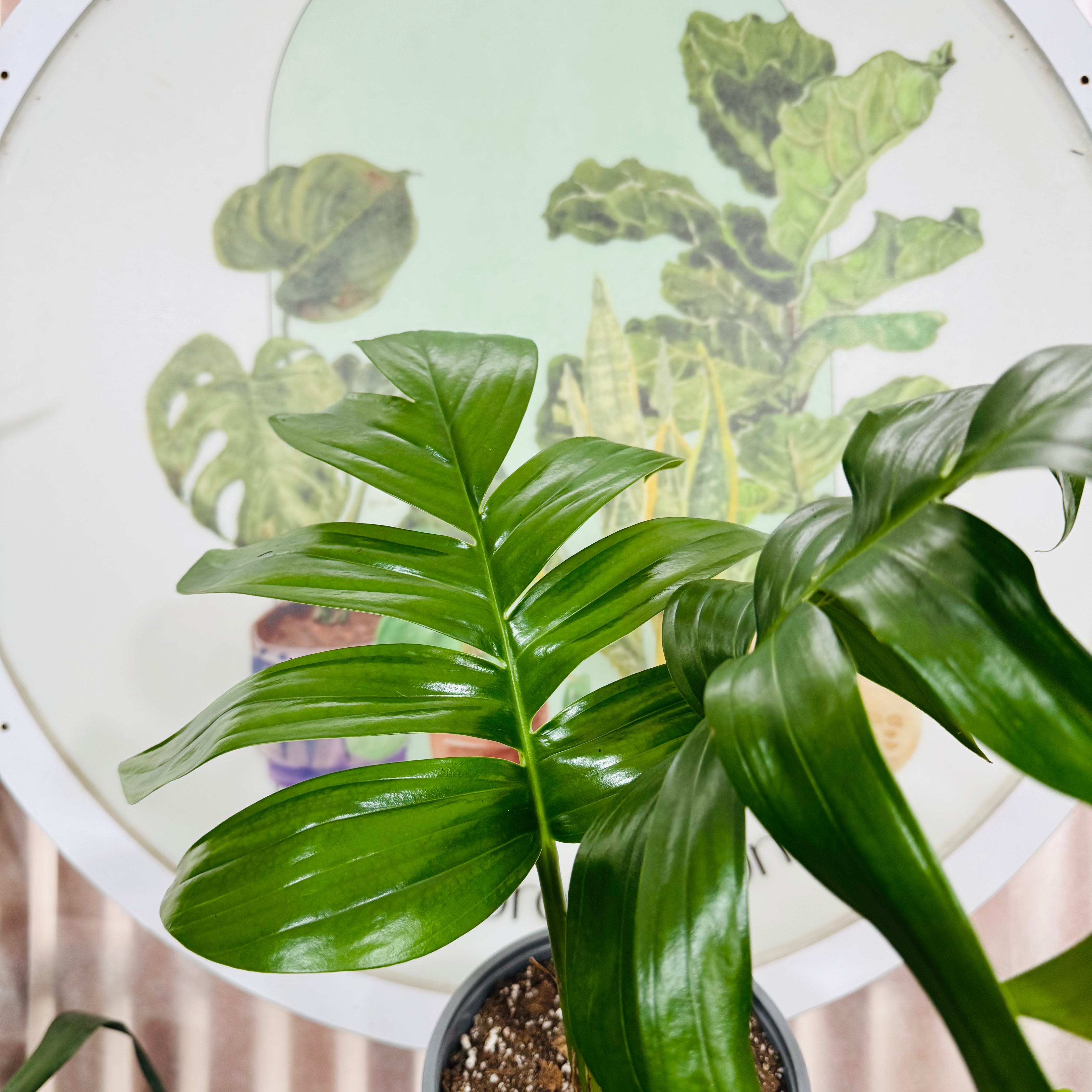 Rhaphidophora Decursiva