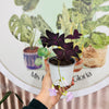 Oxalis Triangularis