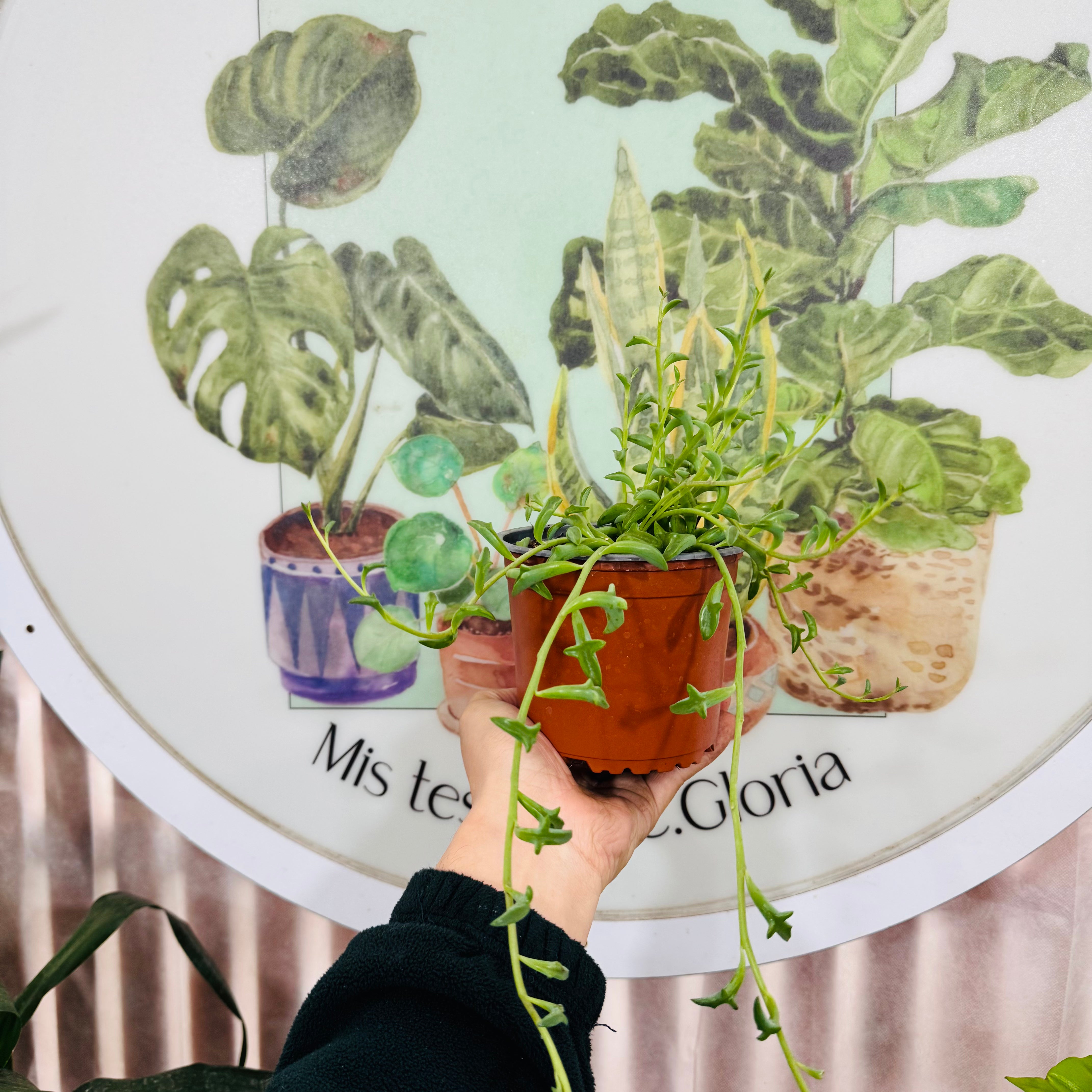 Senecio Peregrinus "Delfín"