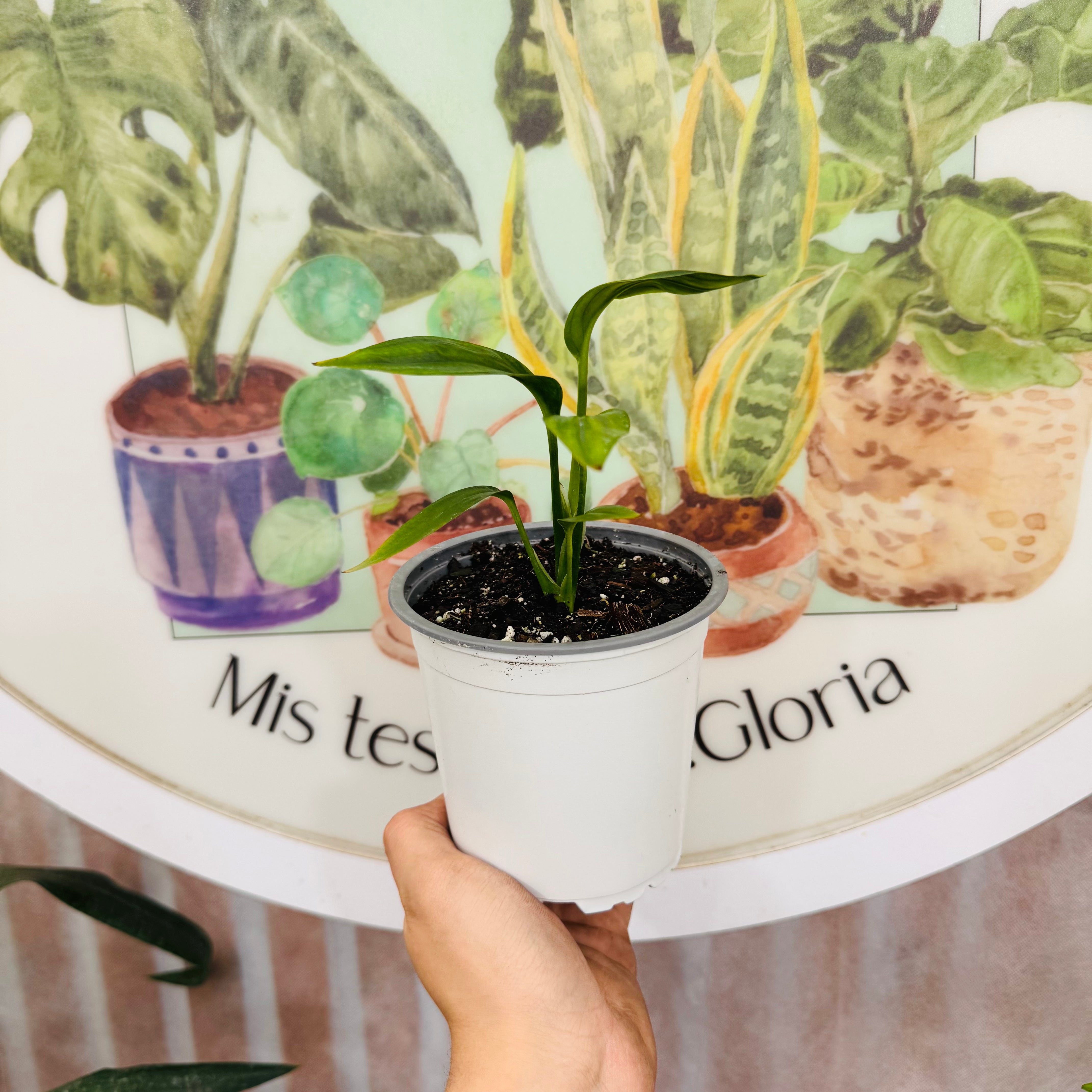 Epipremnum Amplissimum Verde