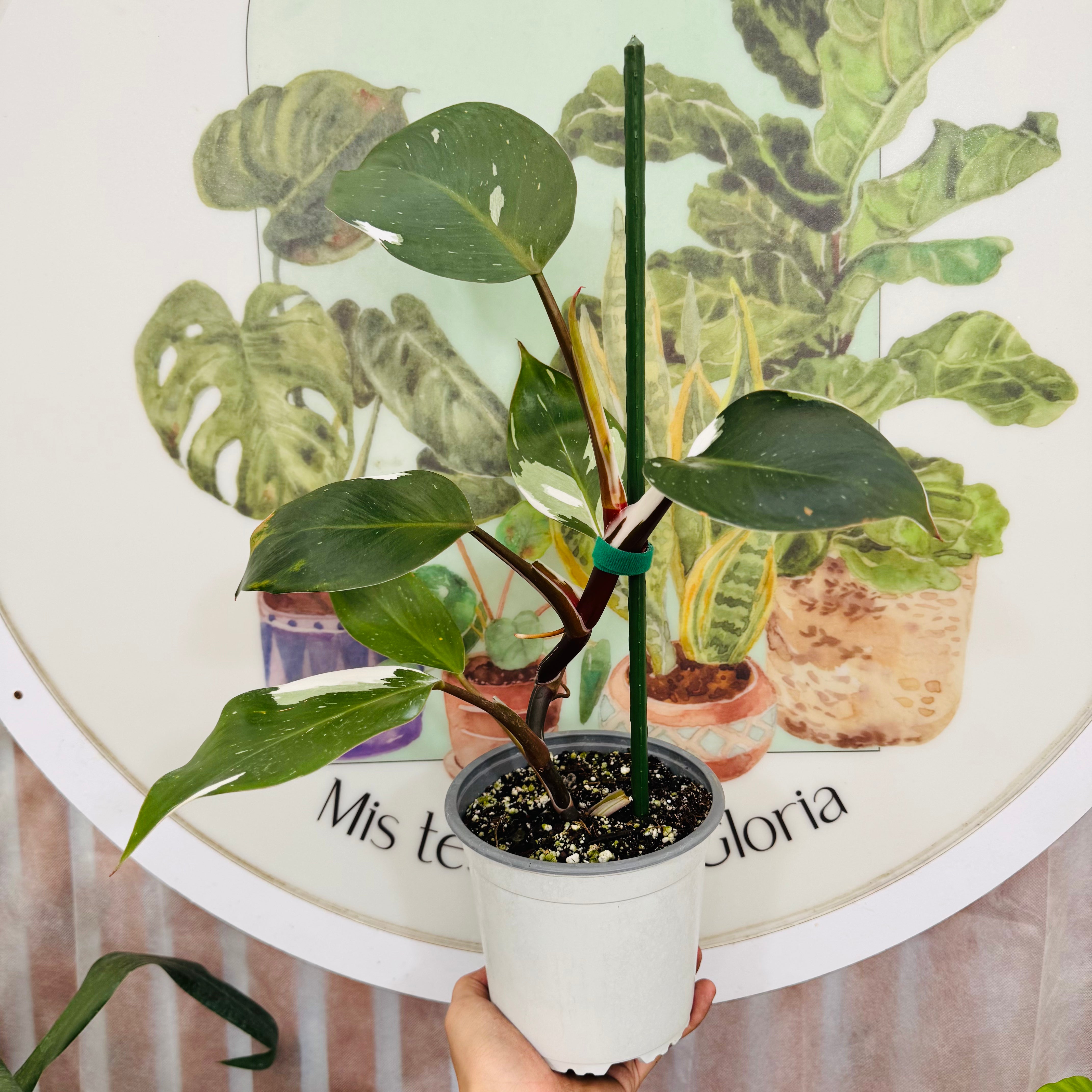 Filodendro White Knight