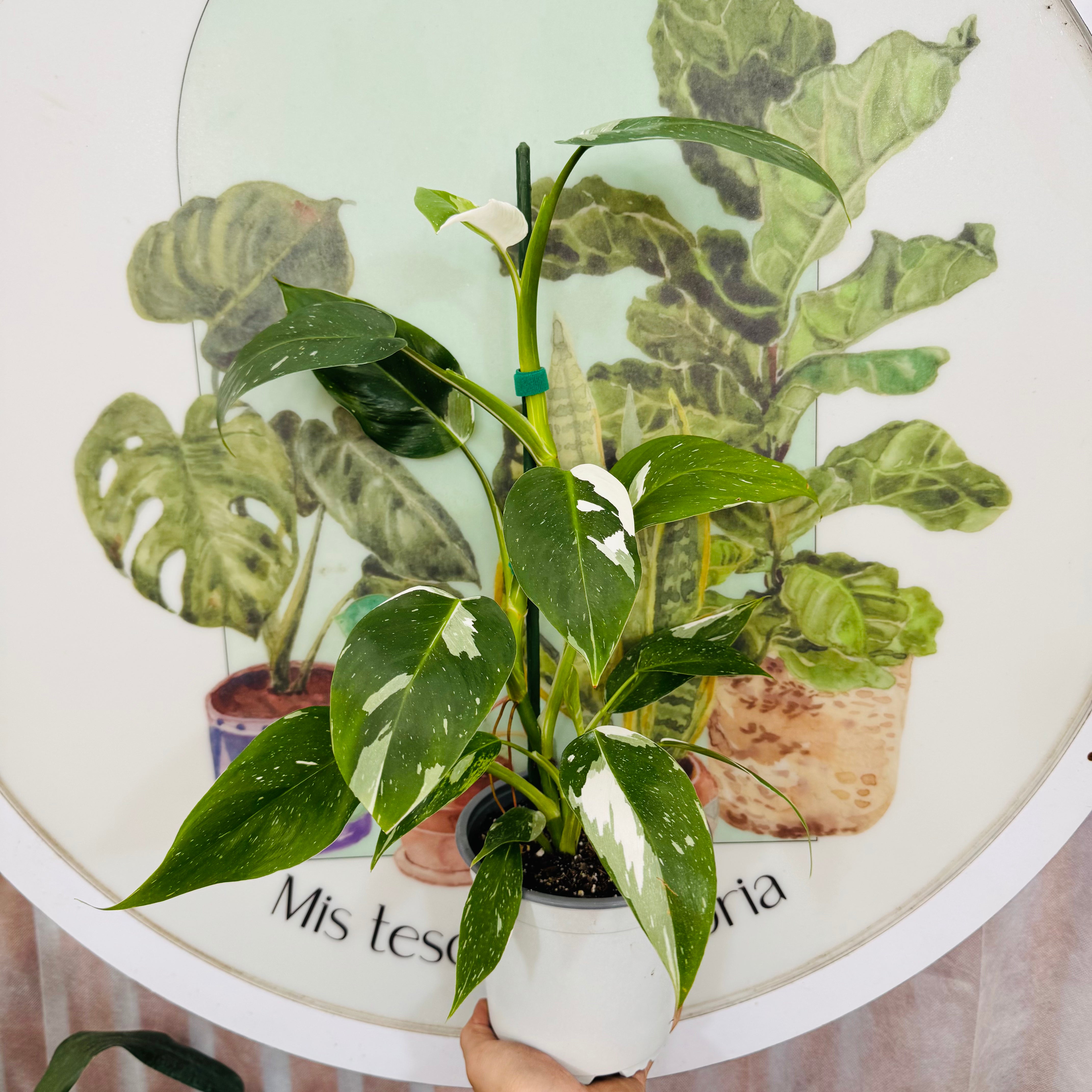 Filodendro White Wizard