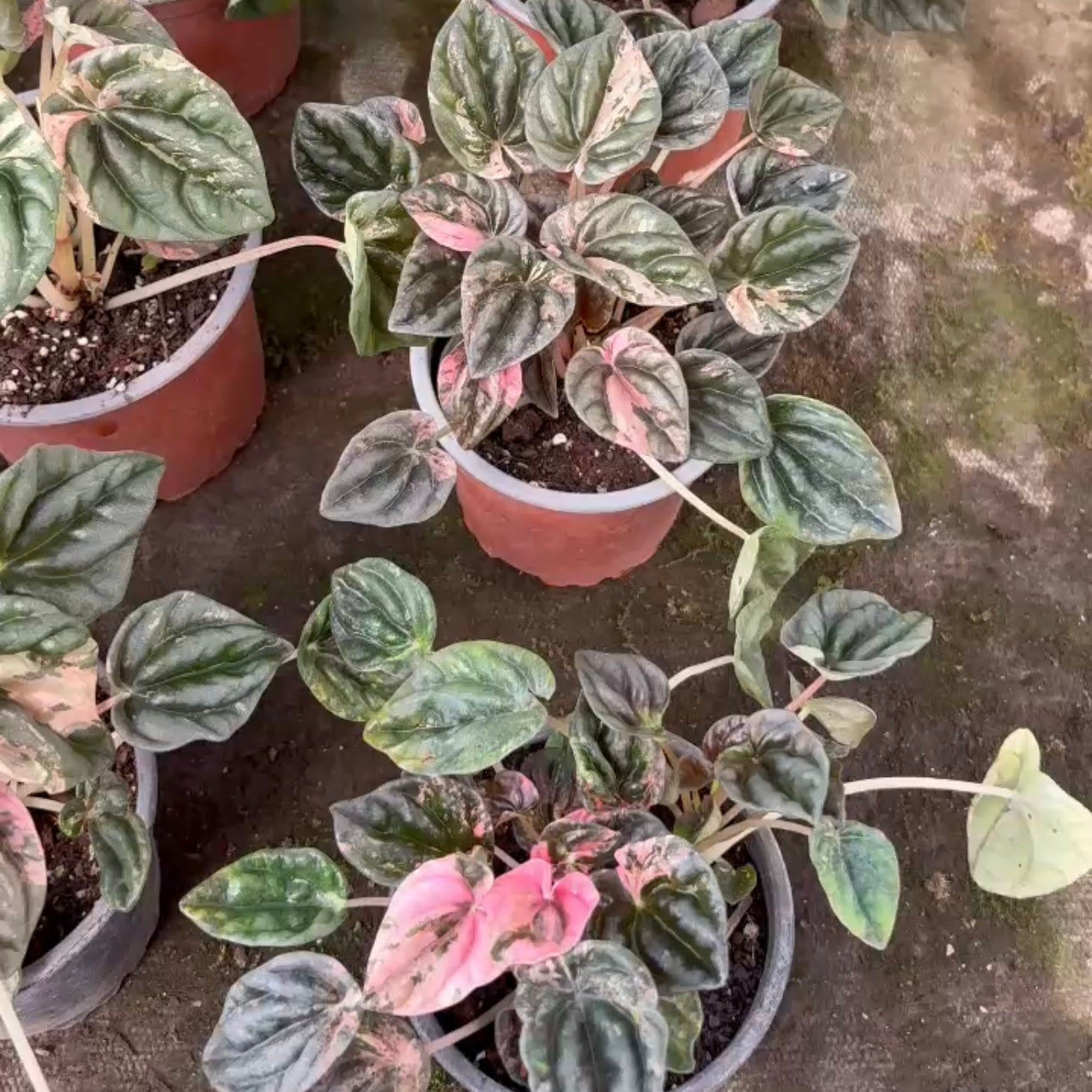 Peperomia Pink Lady