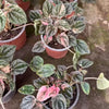Peperomia Pink Lady