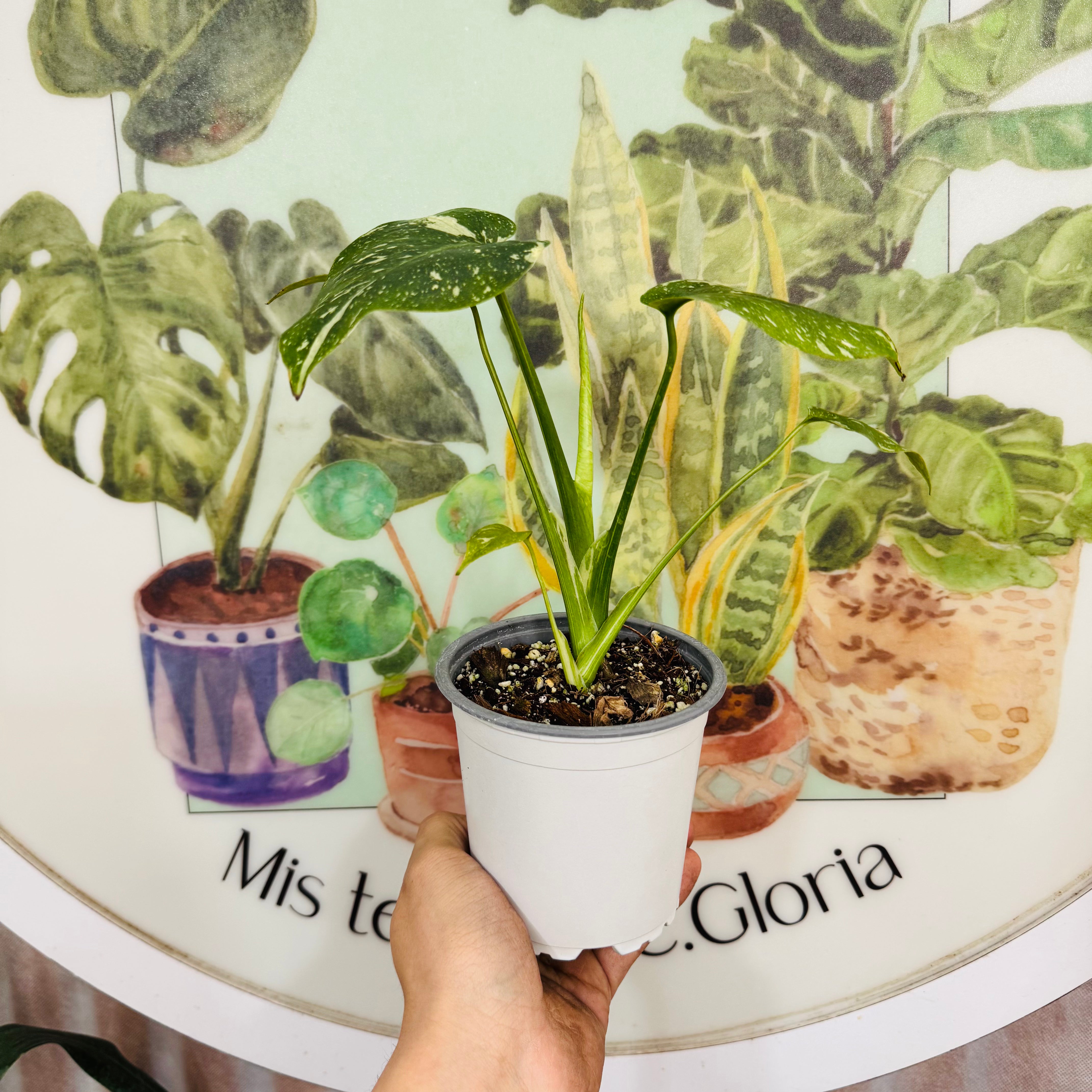 Monstera Thai Constellation