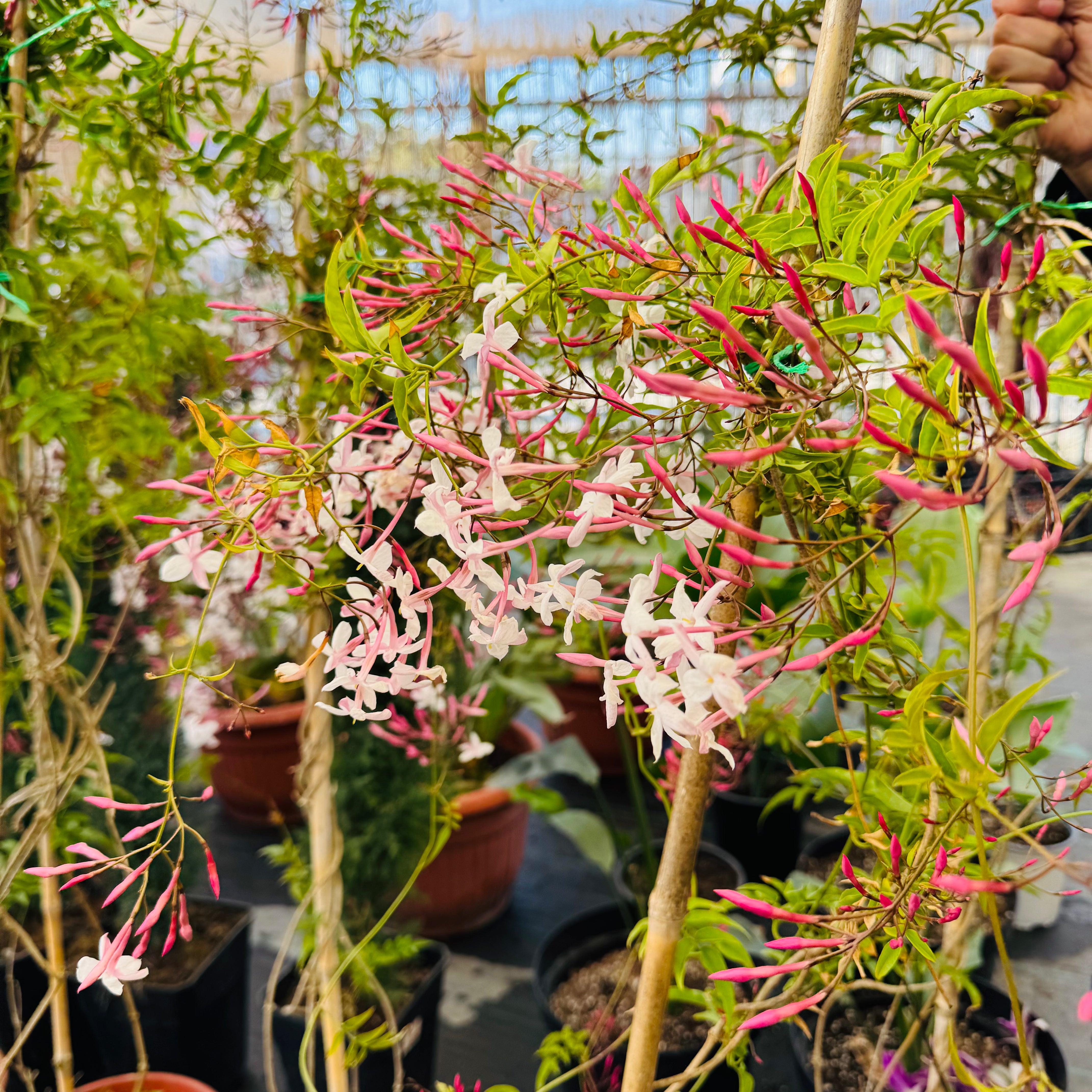 Vivero Mis Tesoros C Gloria