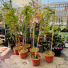 Jazmín Oloroso - Polyantha