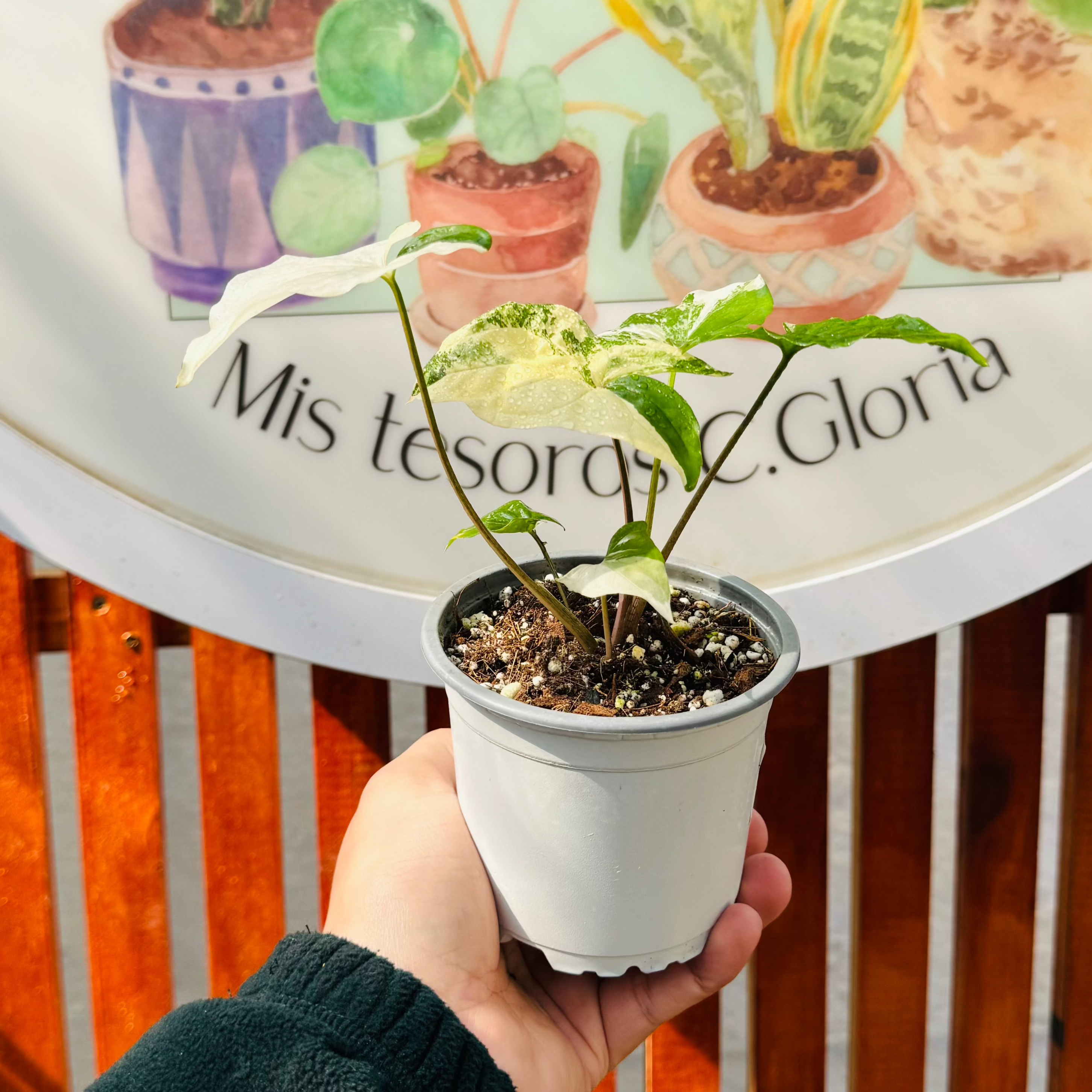 Singonio Albo Variegado