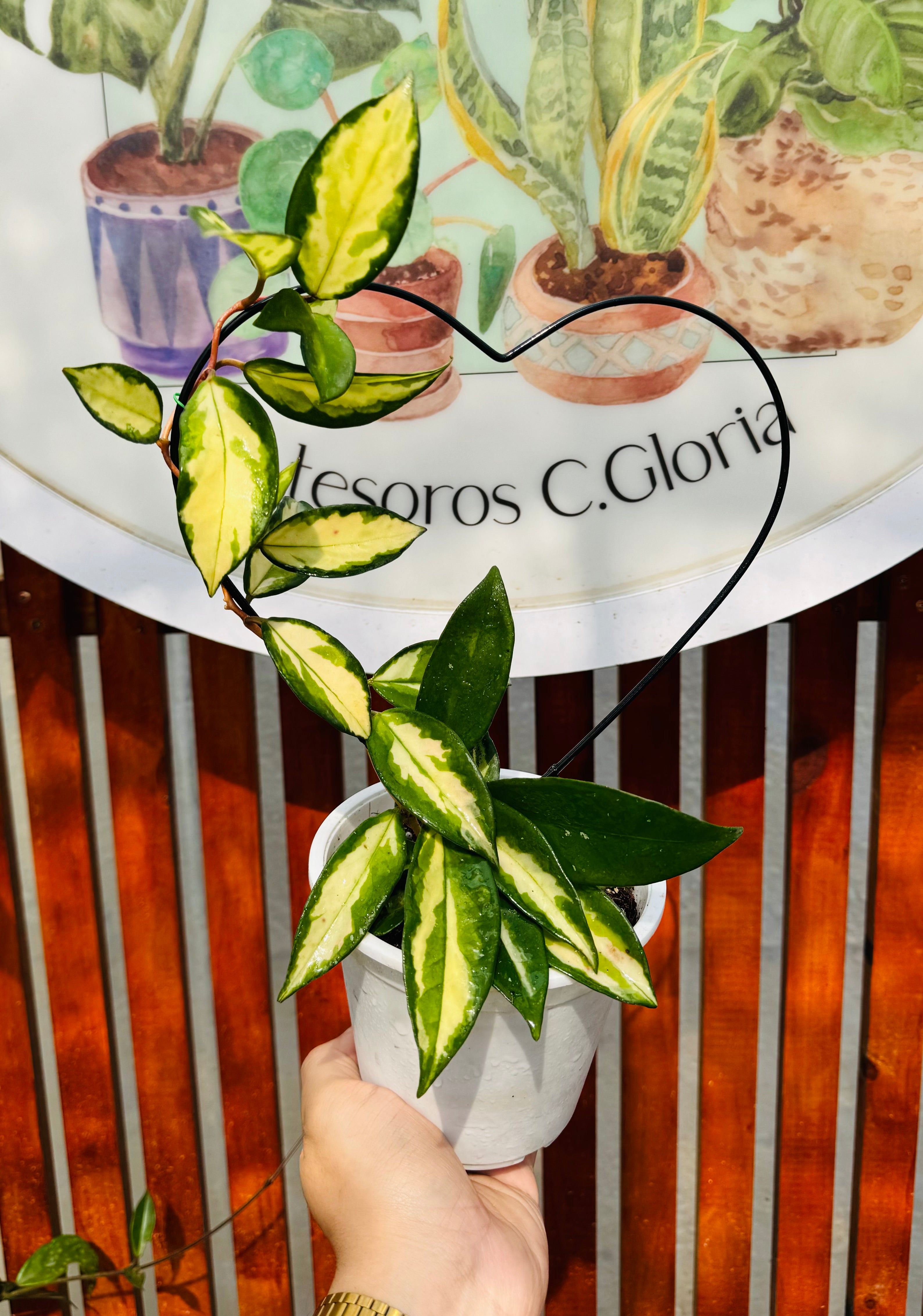 Vivero Mis Tesoros C Gloria
