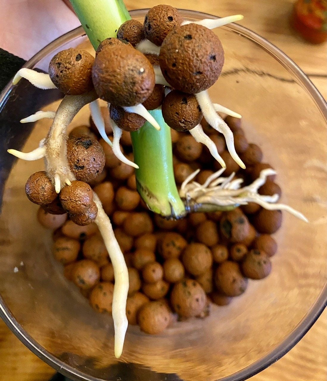 Leca o Arcilla Expandida 2 lts