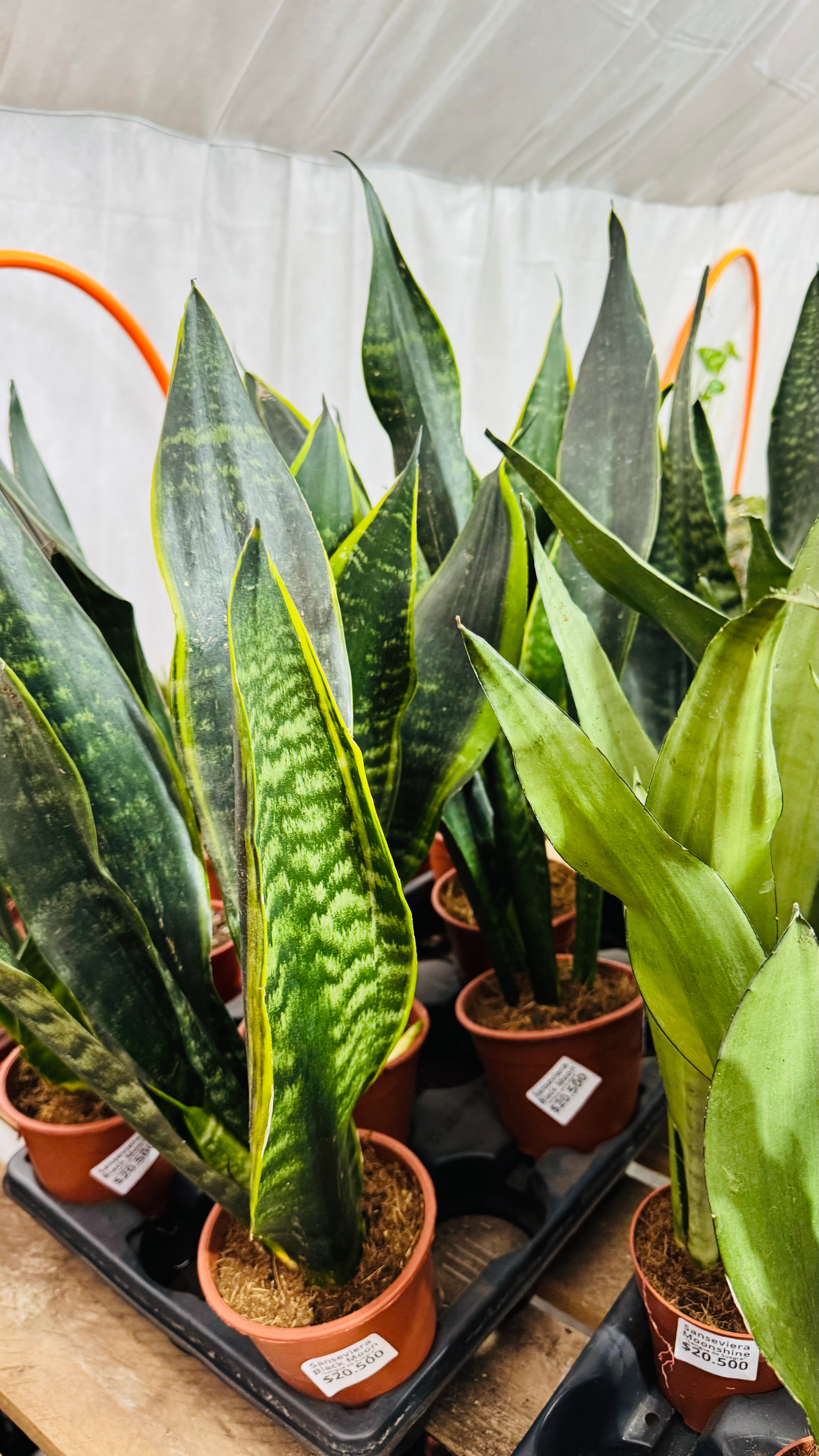Vivero Mis Tesoros C Gloria
