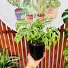 Monstera Adansonii