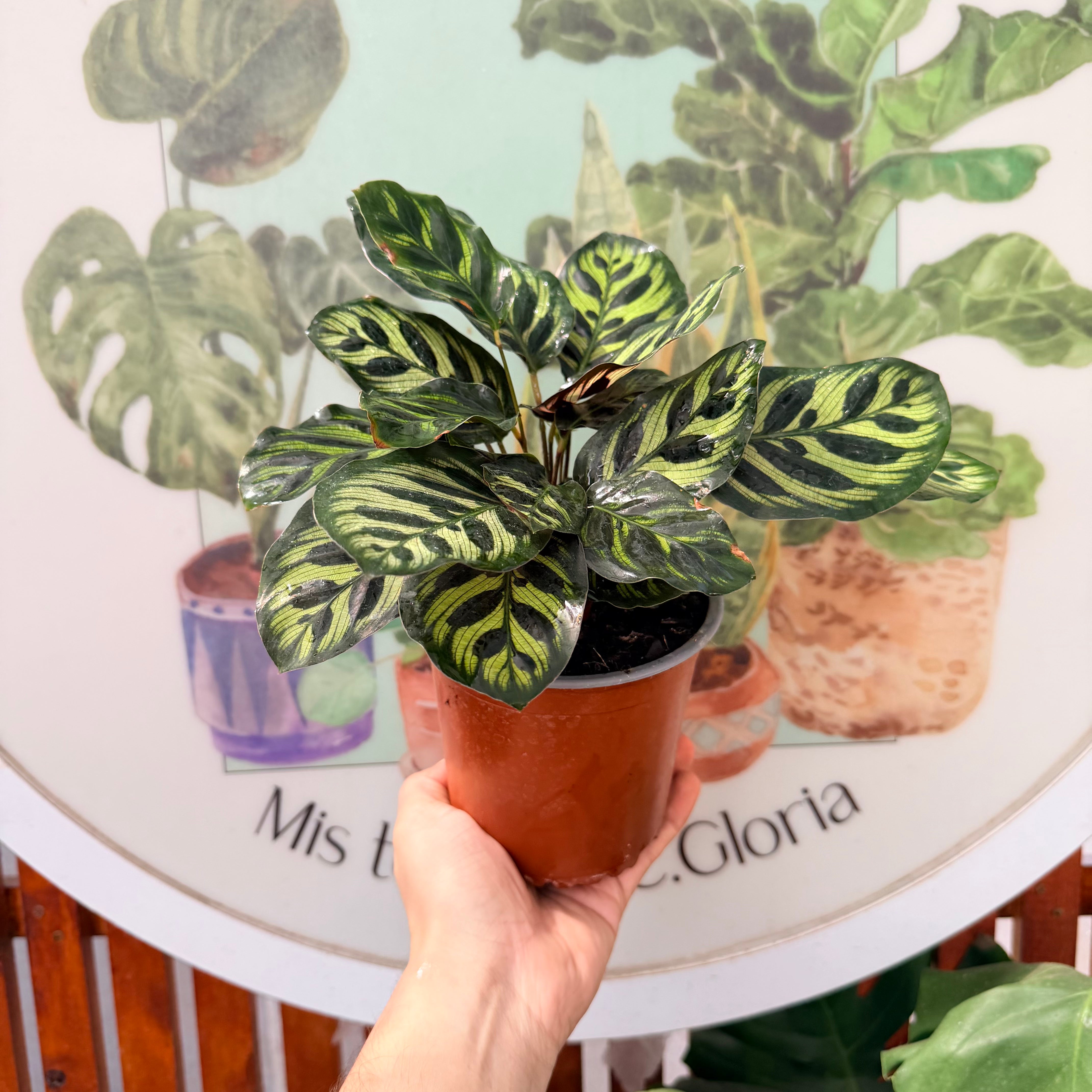 Calathea Makoyana