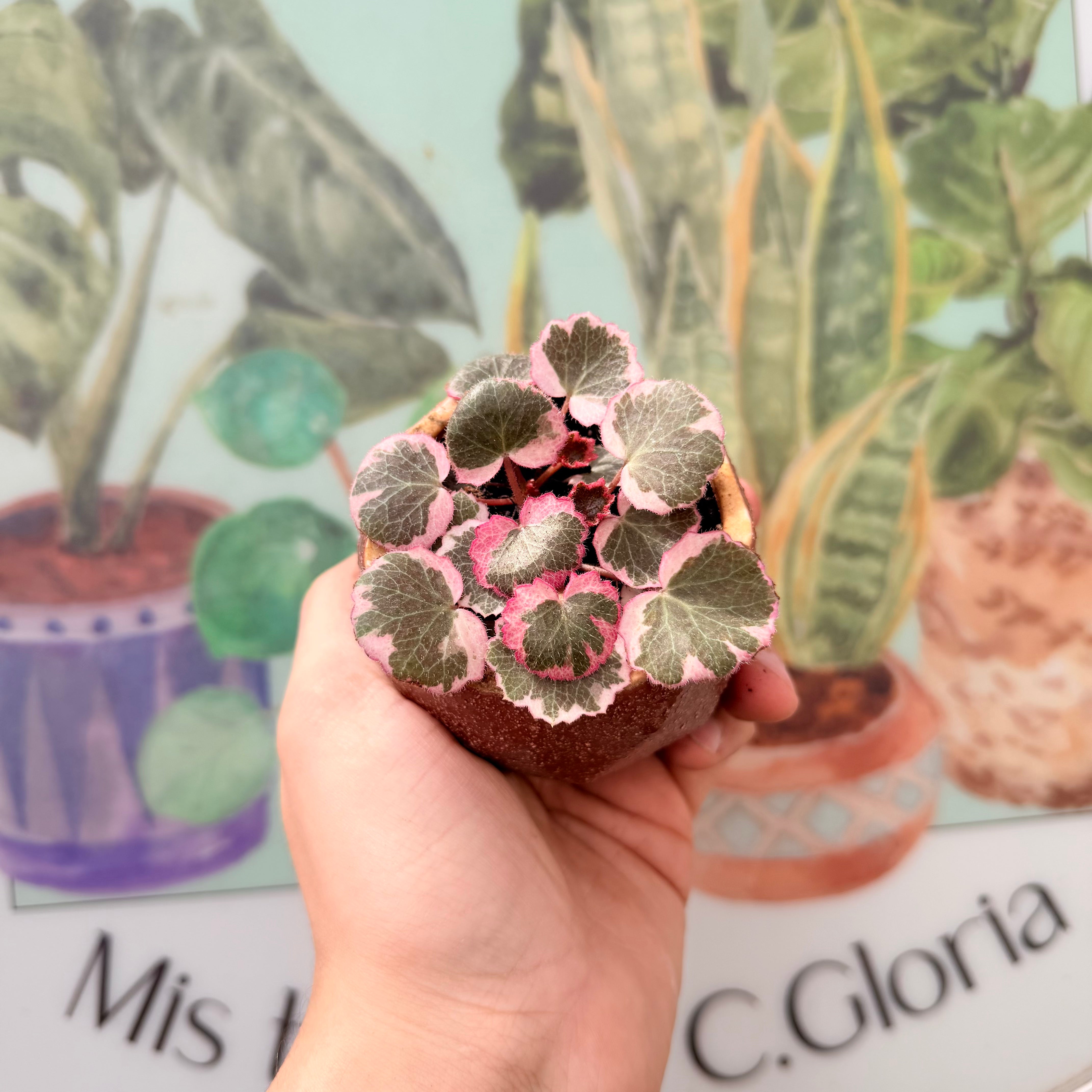 Saxifraga Pink Variegada (formato especial)