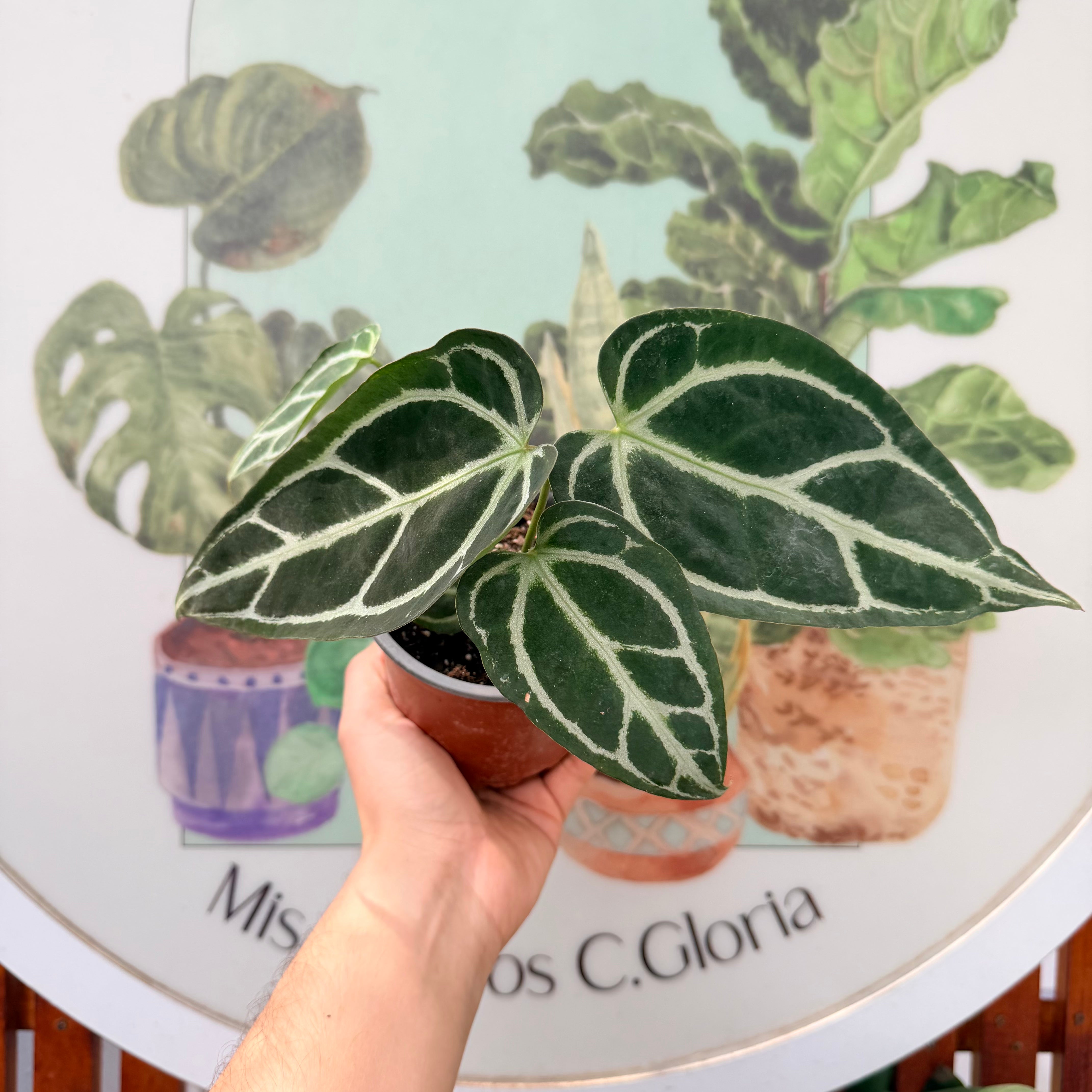 Anthurium Crystallinum