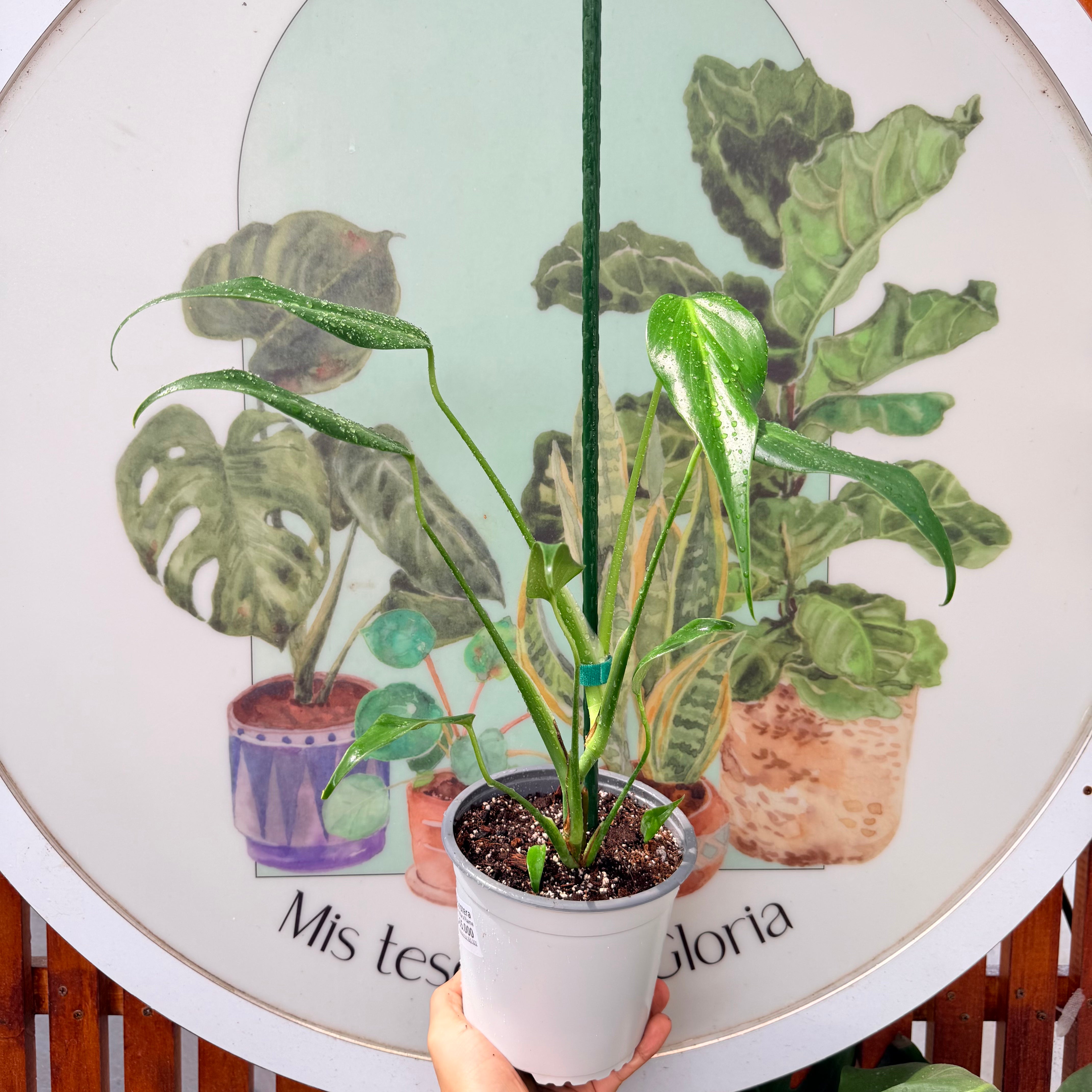 Monstera Burle Marx Flame