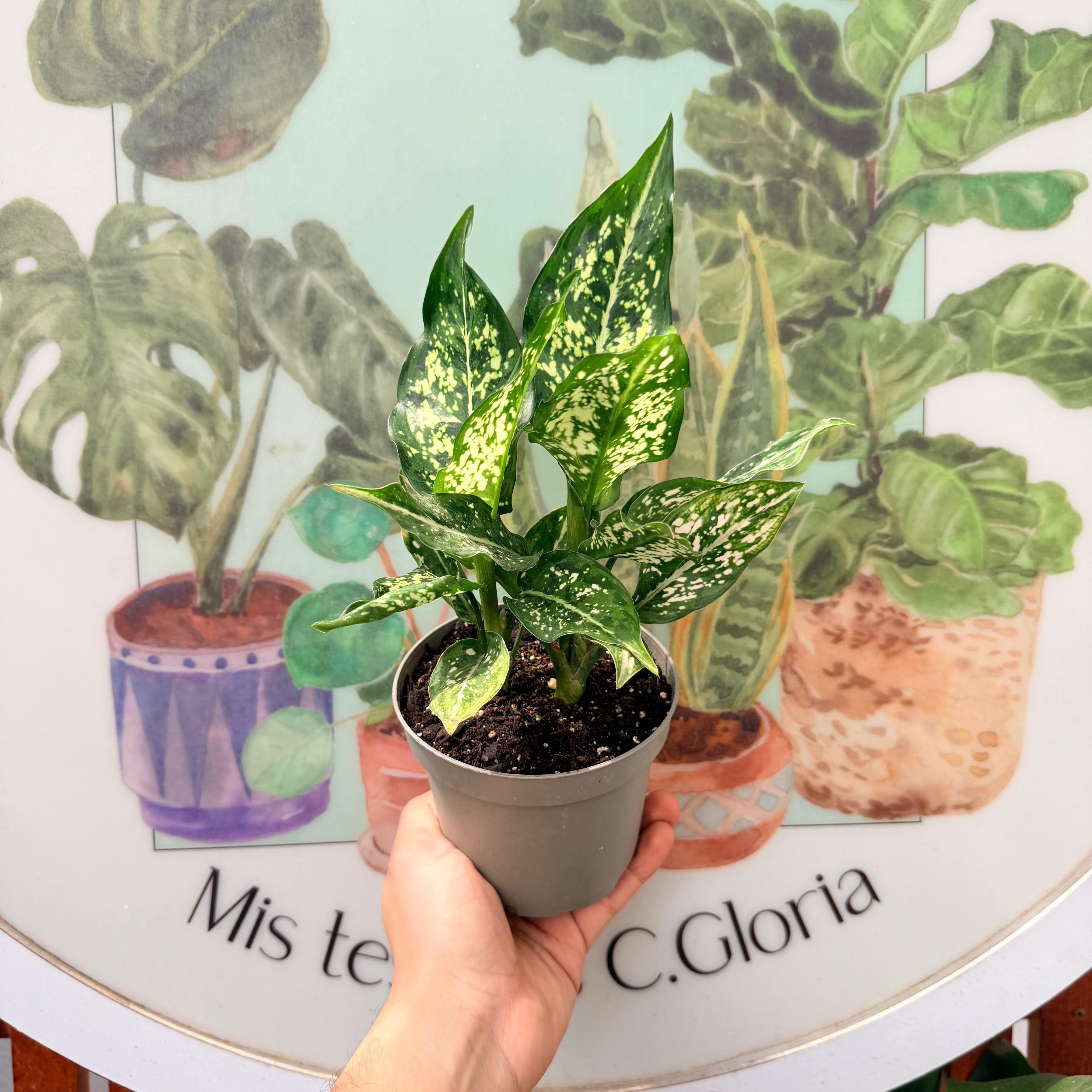 Aglaonema Snow White